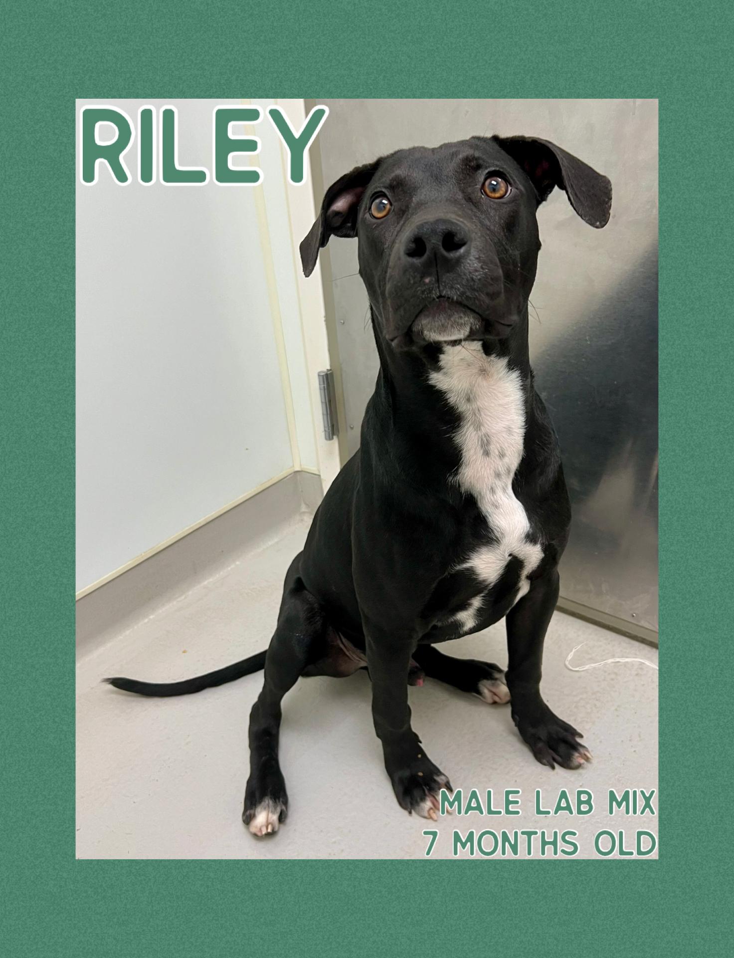 Riley, Adoptable, Young Male Black Labrador Retriever.