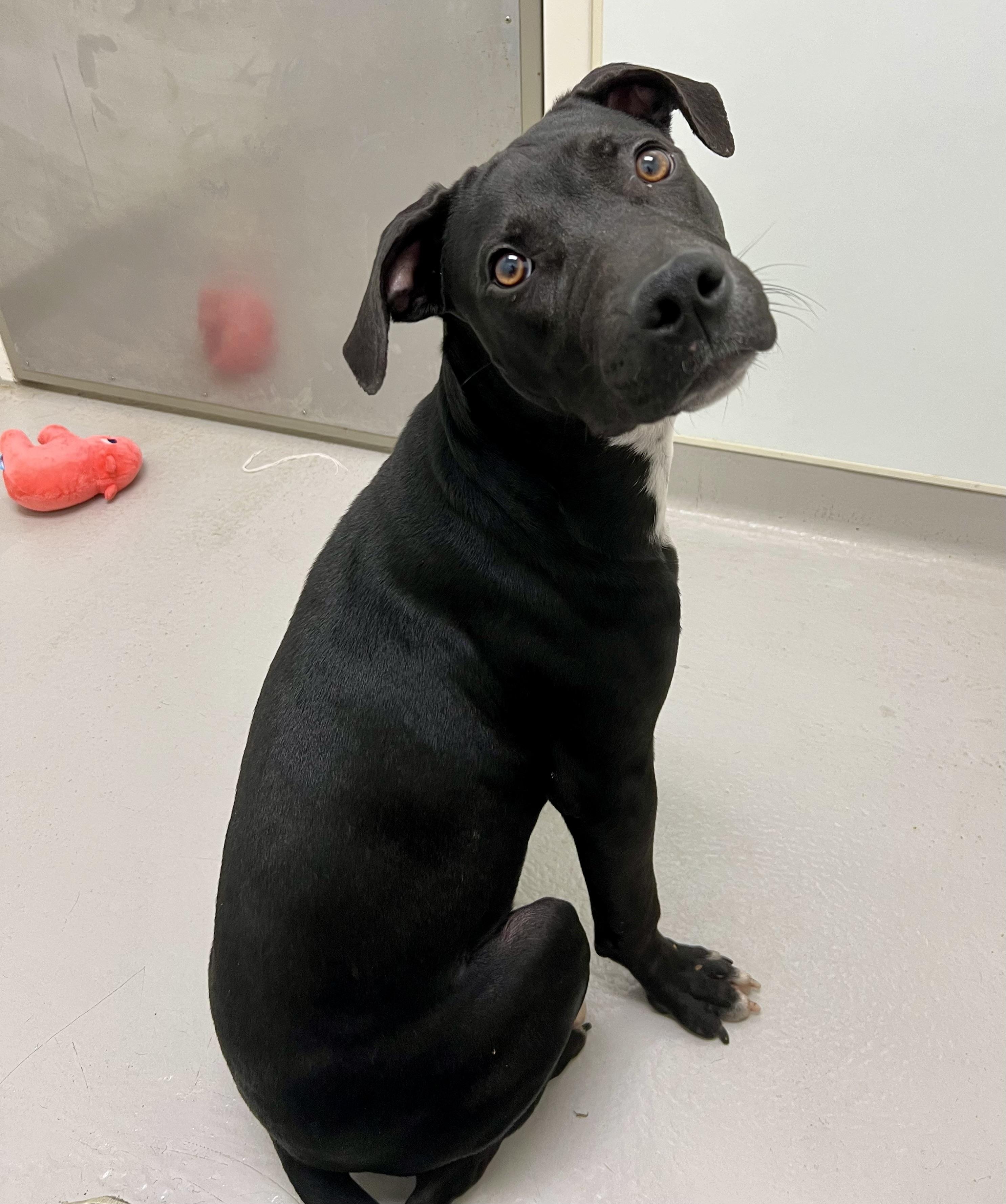 Riley, a Adoptable mixed breed in Danville, IN image 5/6