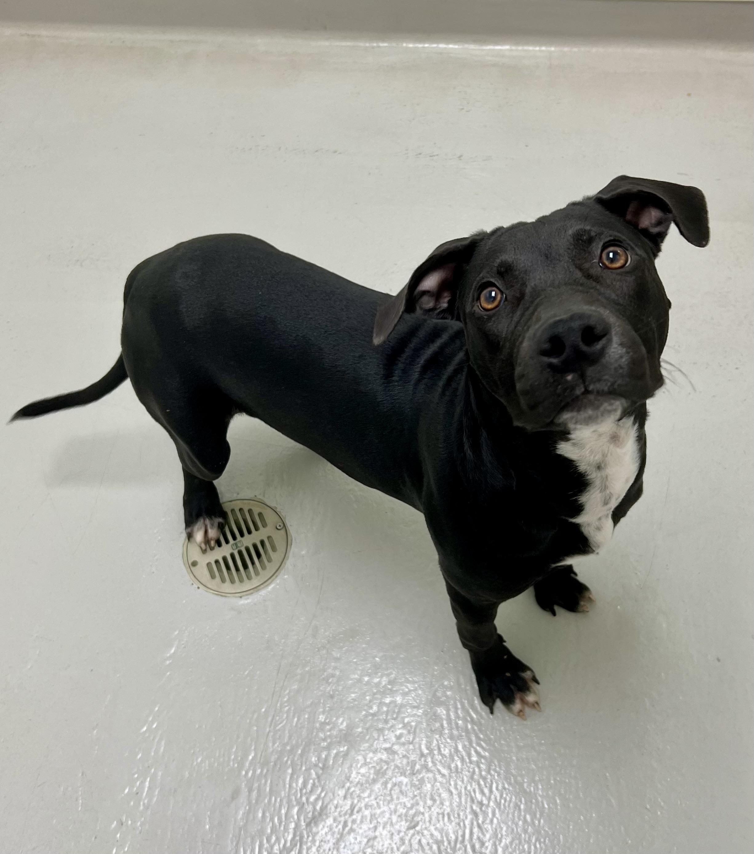 Riley, a Adoptable mixed breed in Danville, IN image 4/6