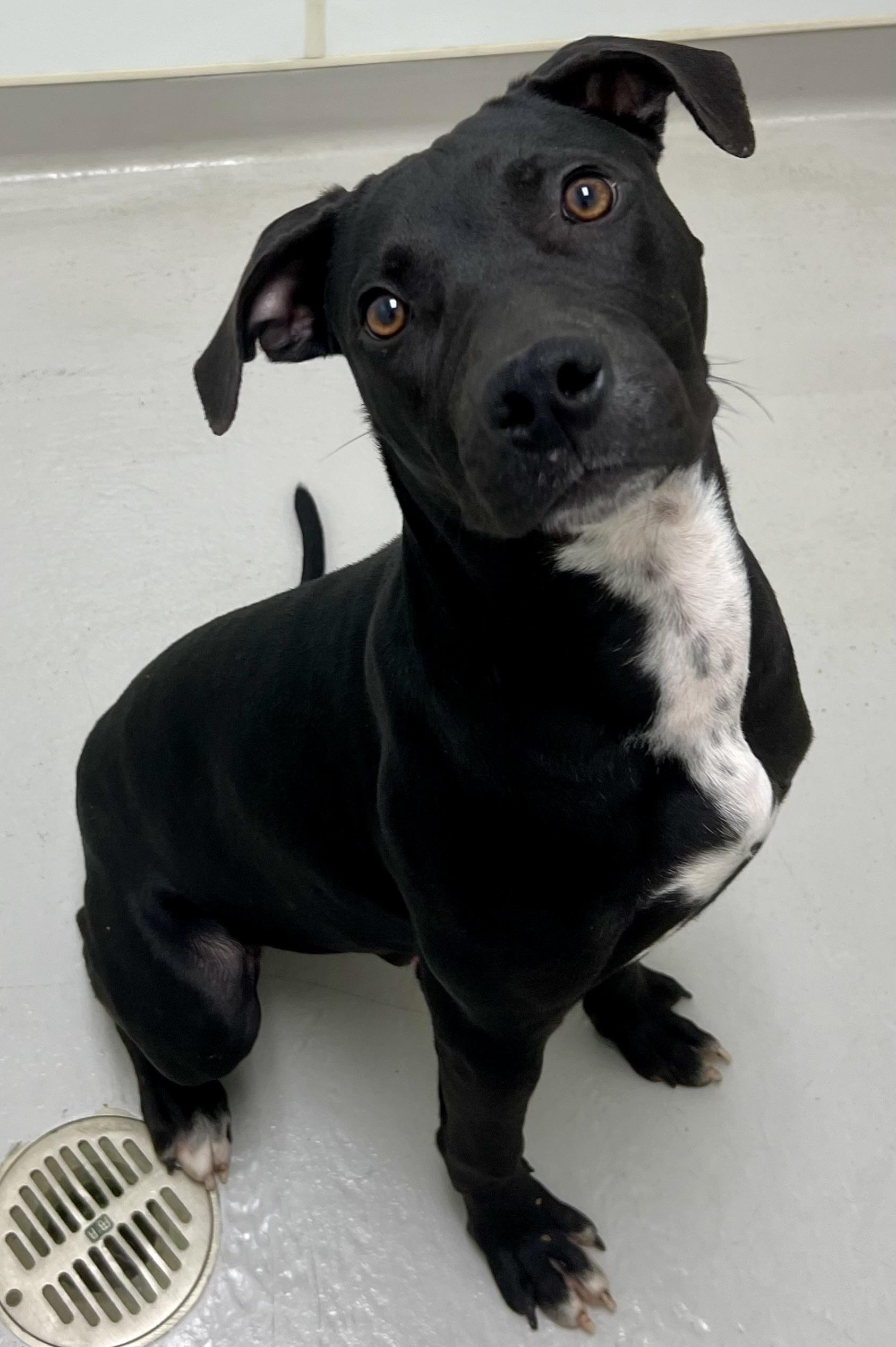 Riley, a Adoptable mixed breed in Danville, IN image 6/6