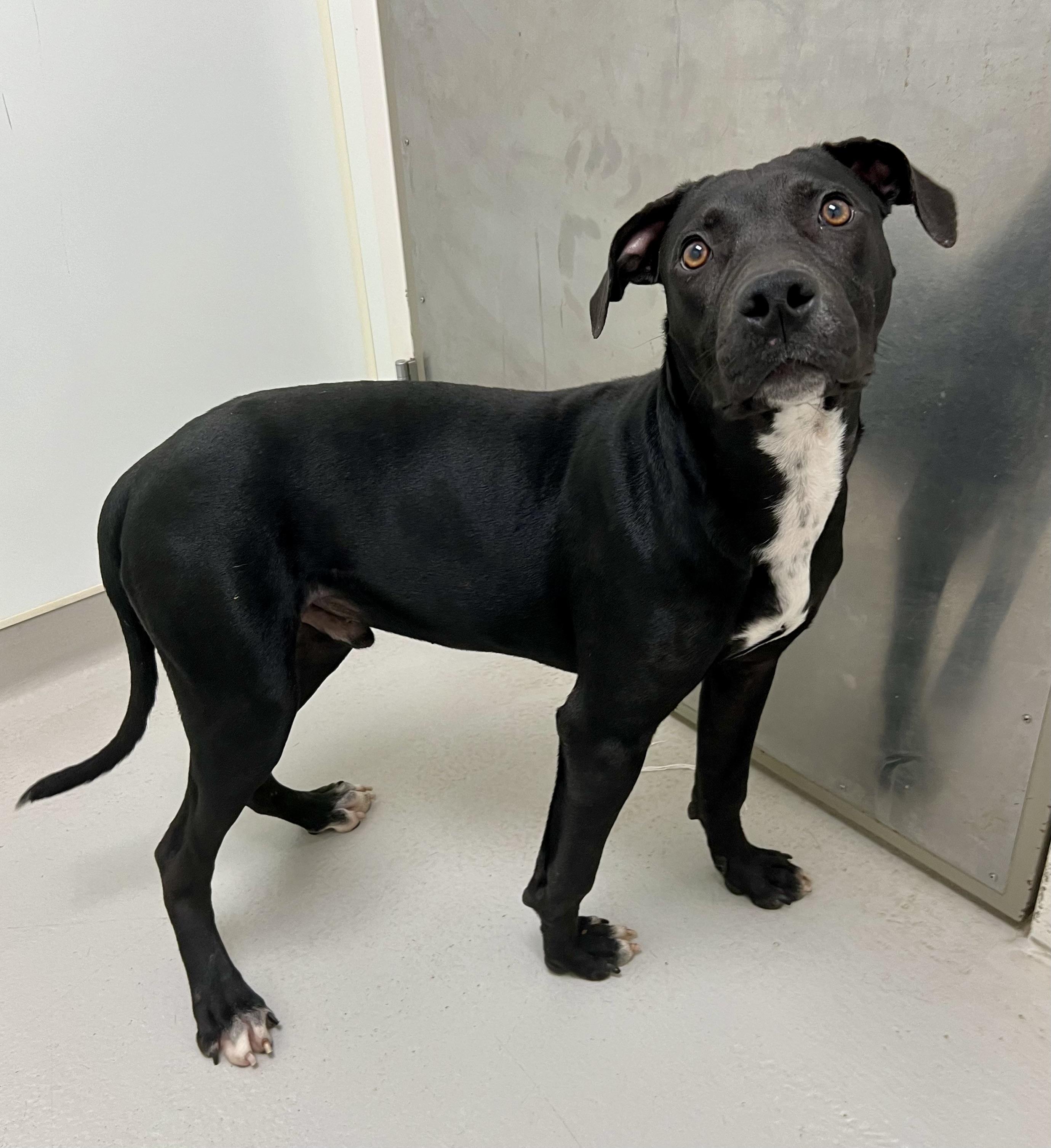 Riley, a Adoptable mixed breed in Danville, IN image 3/6