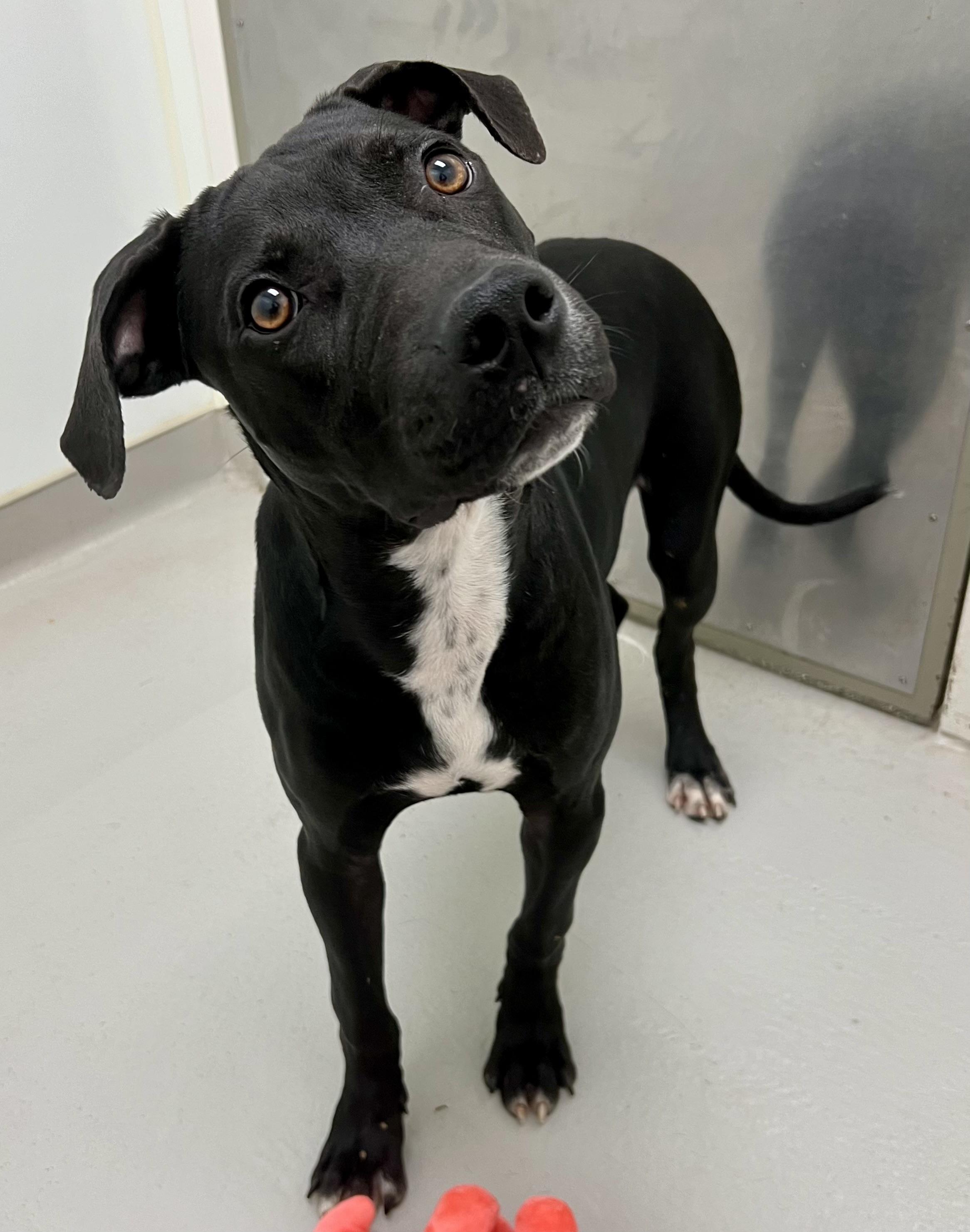 Riley, a Adoptable mixed breed in Danville, IN image 2/6