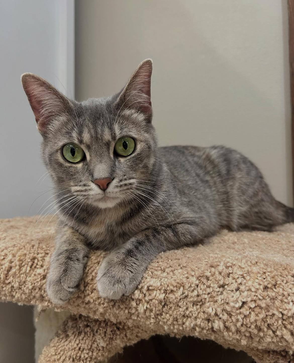 Stormy, Adult Female Domestic Short Hair