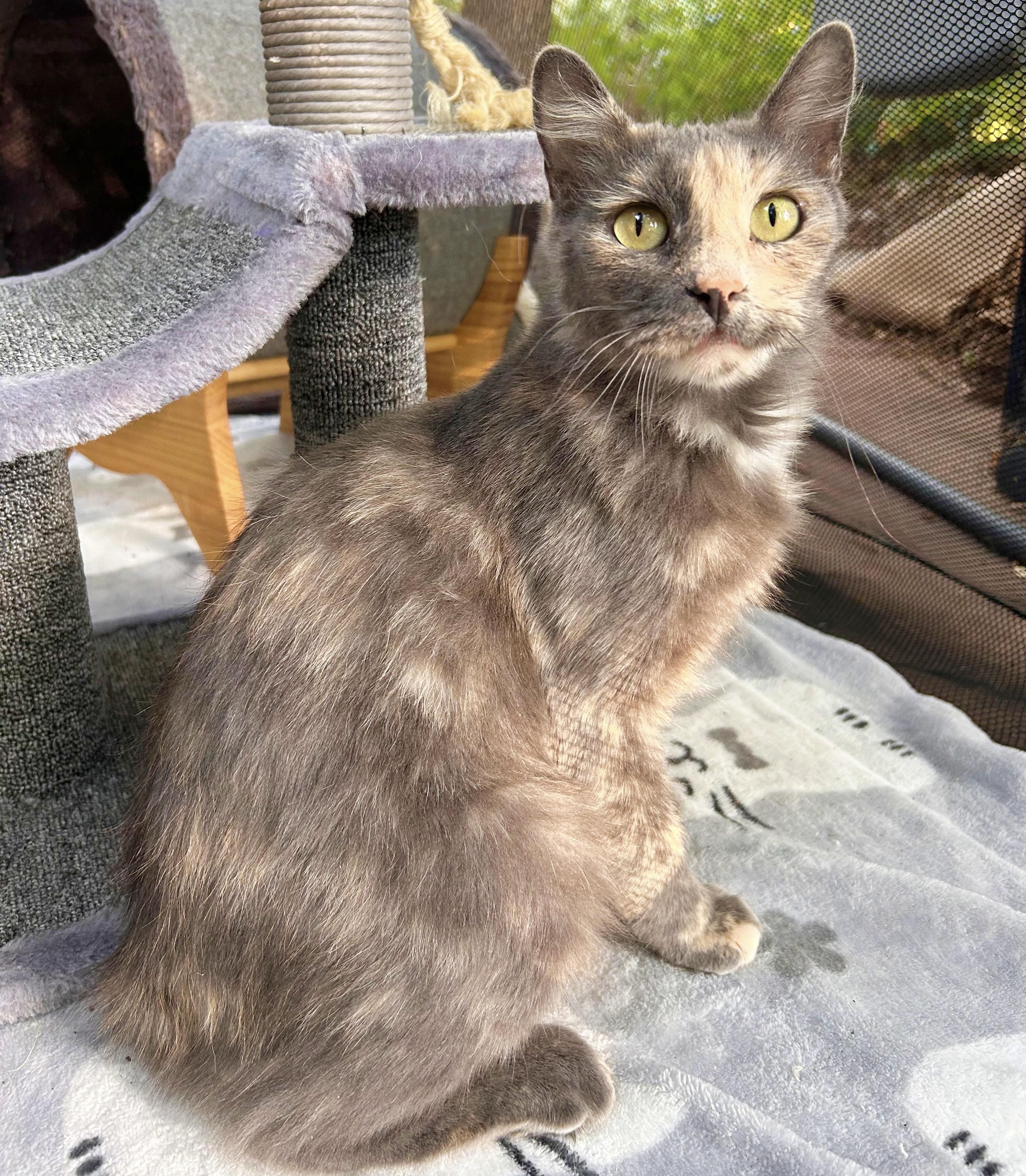 Quinn, an adoptable Domestic Medium Hair in Durango, CO, 81302 | Photo Image 6