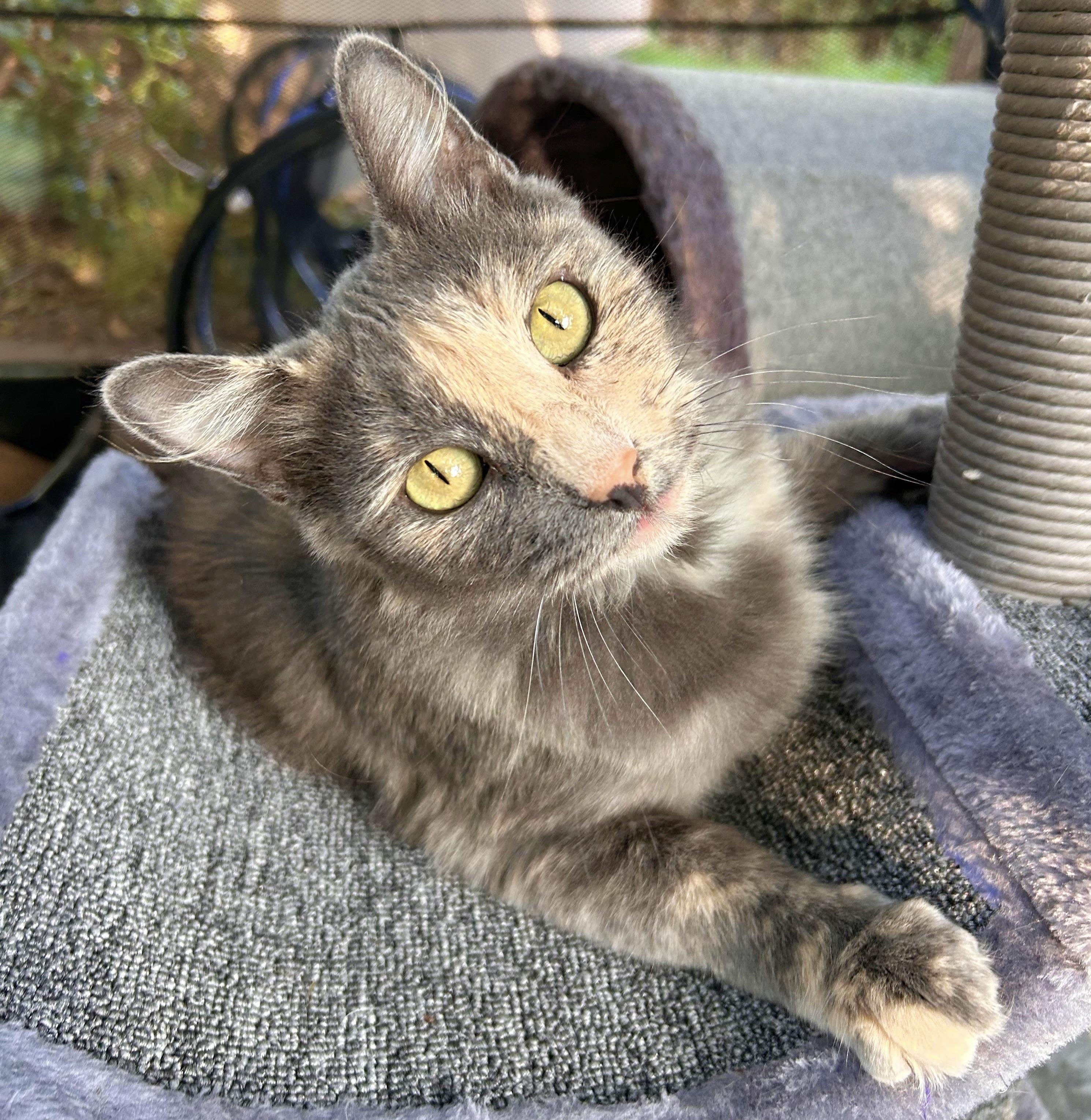 Quinn, an adoptable Domestic Medium Hair in Durango, CO, 81302 | Photo Image 5