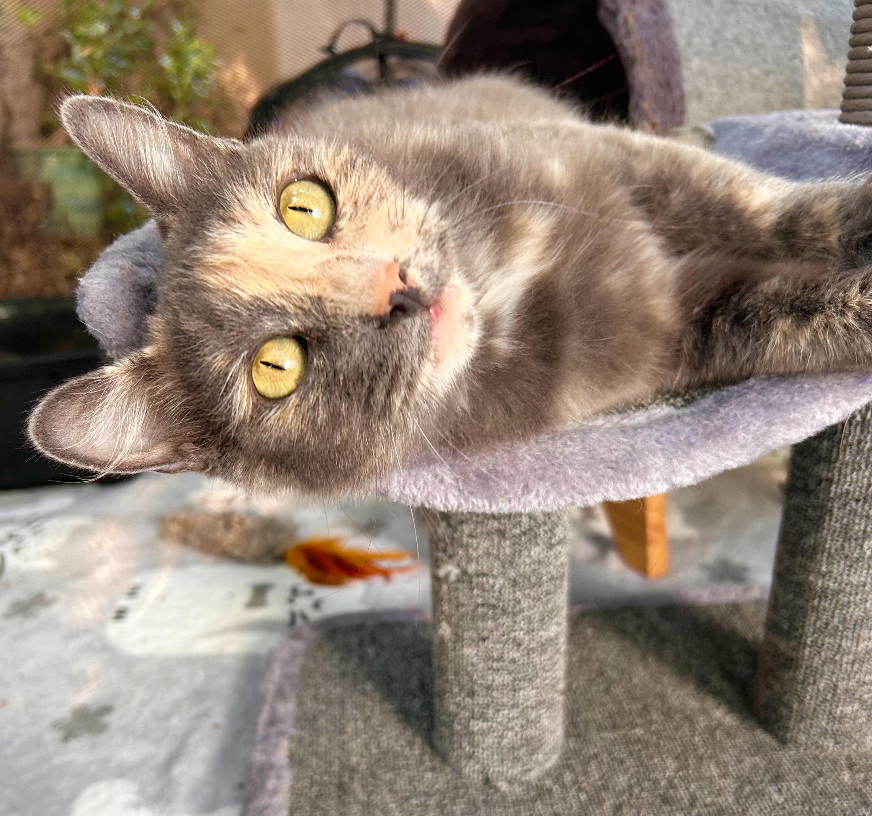 Quinn, an adoptable Domestic Medium Hair in Durango, CO, 81302 | Photo Image 1