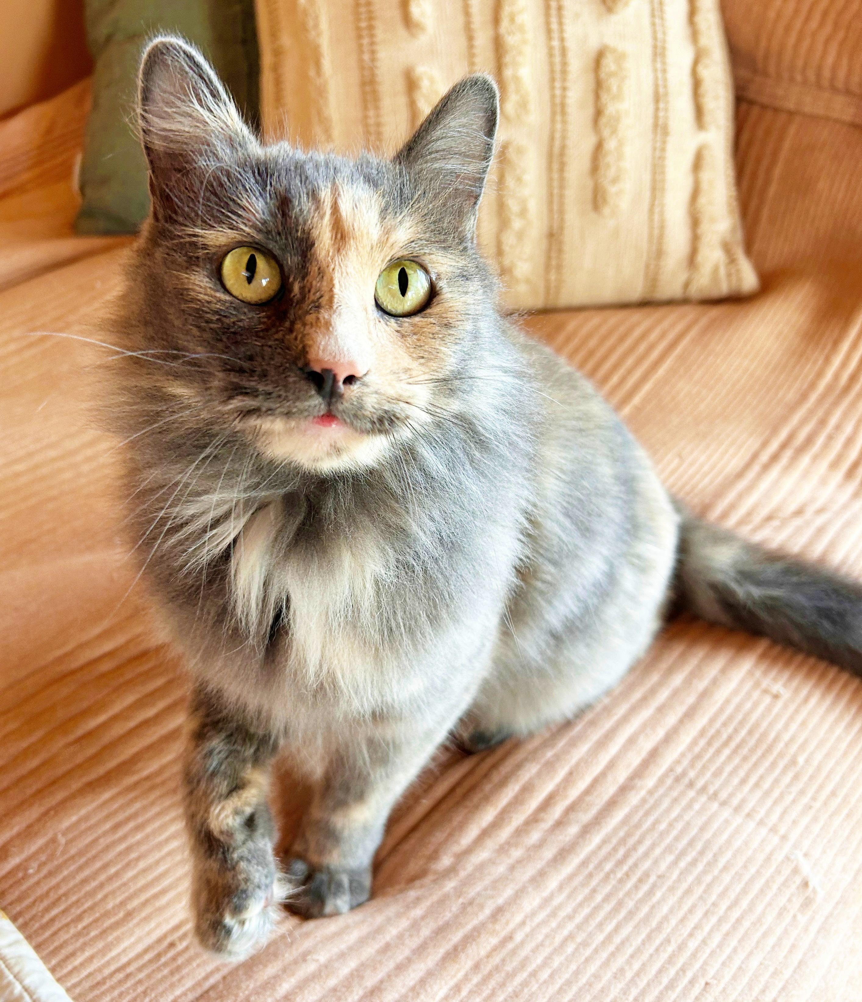 Quinn, a Adoptable mixed breed in Durango, CO image 1/4