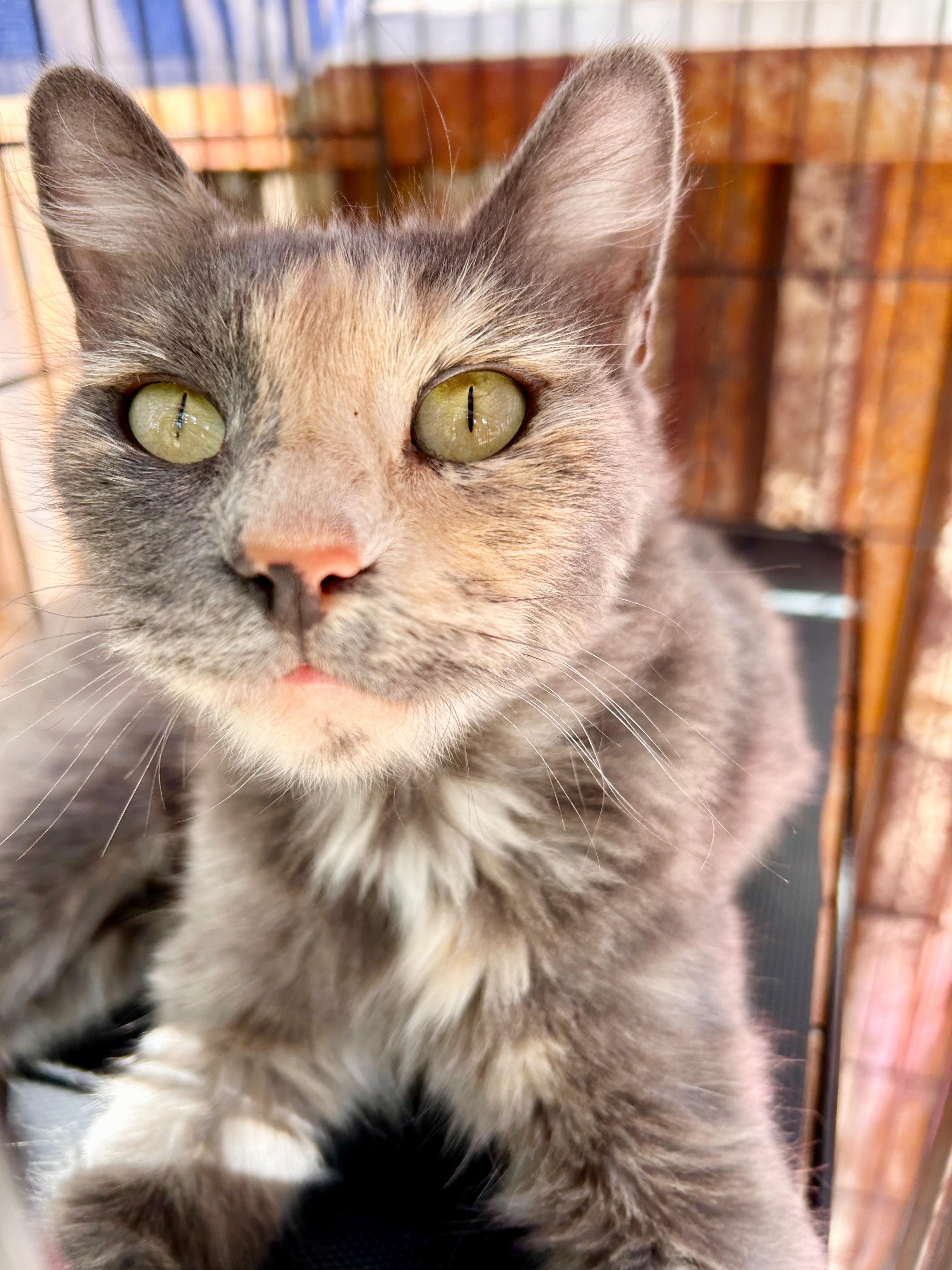 Quinn, an adoptable Domestic Medium Hair in Durango, CO, 81302 | Photo Image 2
