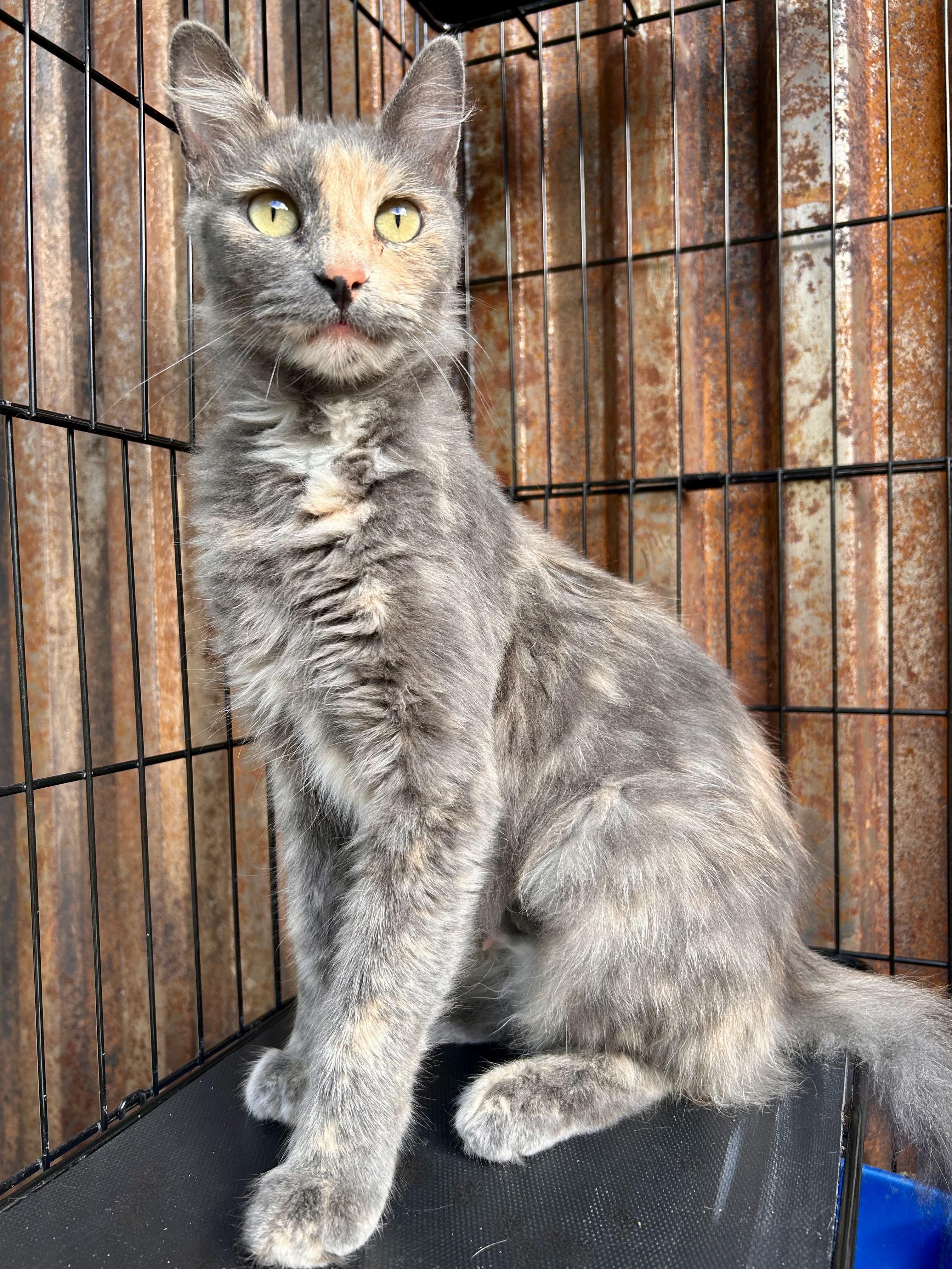 Quinn, an adoptable Domestic Medium Hair in Durango, CO, 81302 | Photo Image 4
