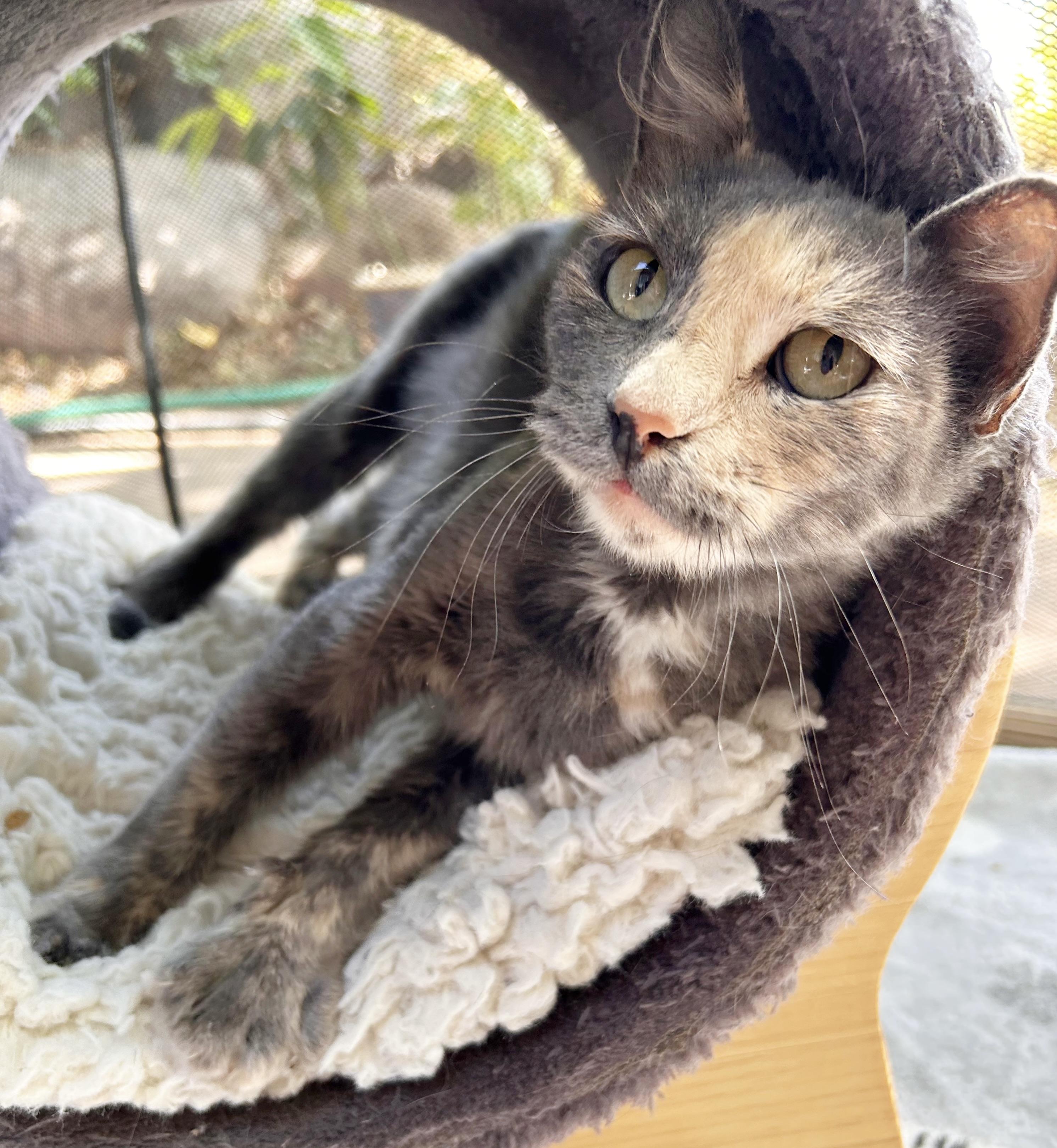 Quinn, an adoptable Domestic Medium Hair in Durango, CO, 81302 | Photo Image 3