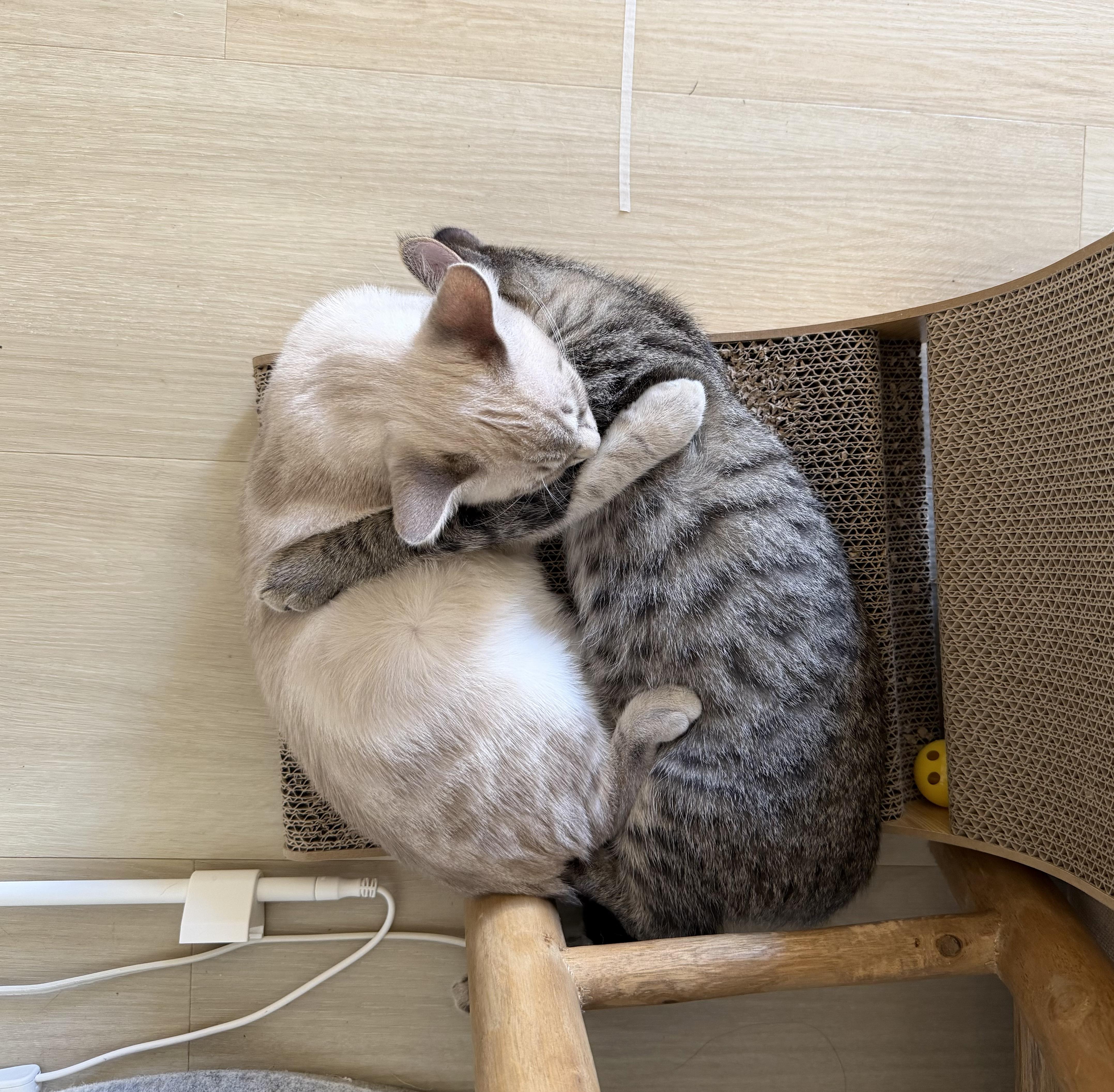 Enlarge Biscuit & Gravy - male bonded kittens, a Adoptable mixed breed in San Francisco, CA image 6/6
