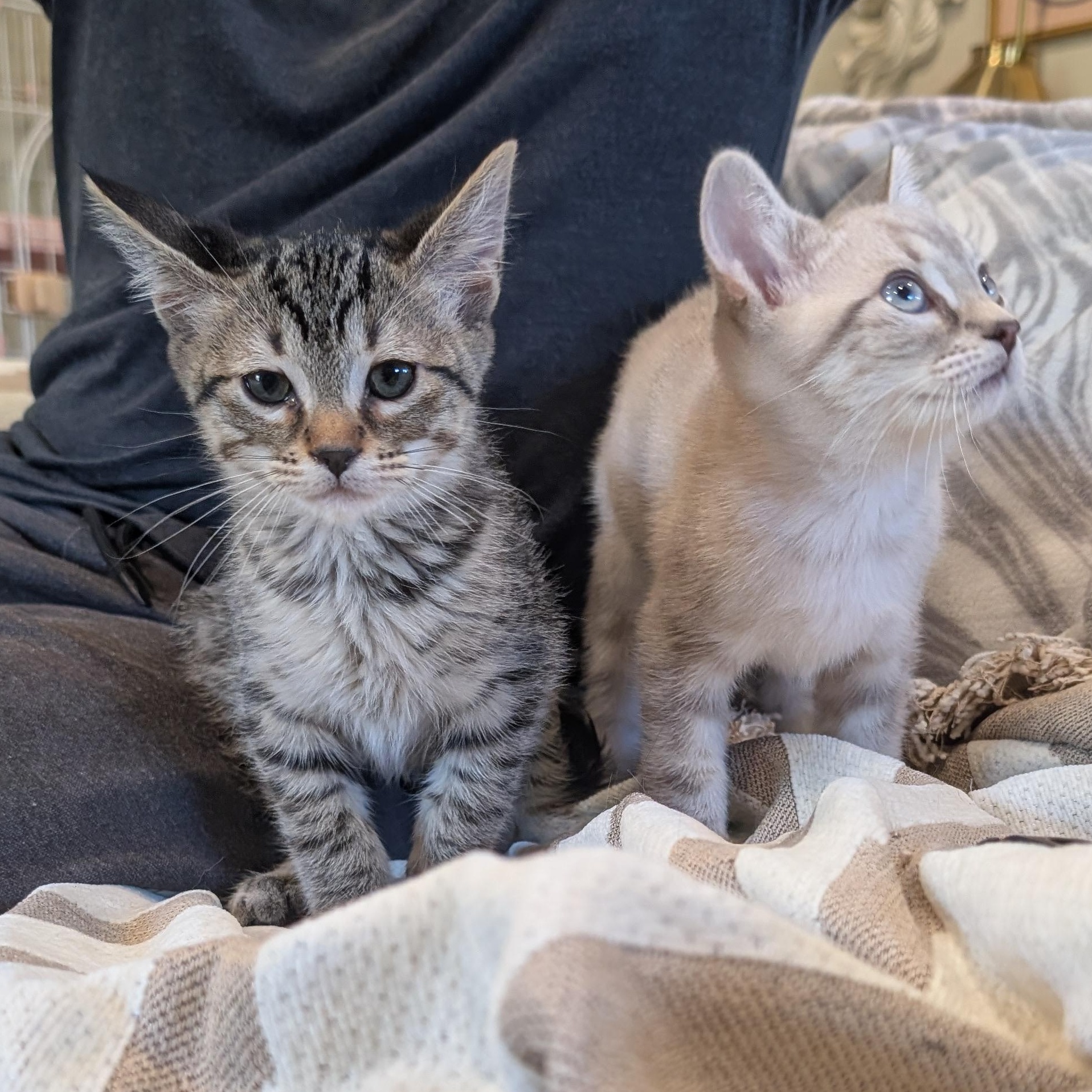 Enlarge Biscuit & Gravy - male bonded kittens, a Adoptable mixed breed in San Francisco, CA image 4/6