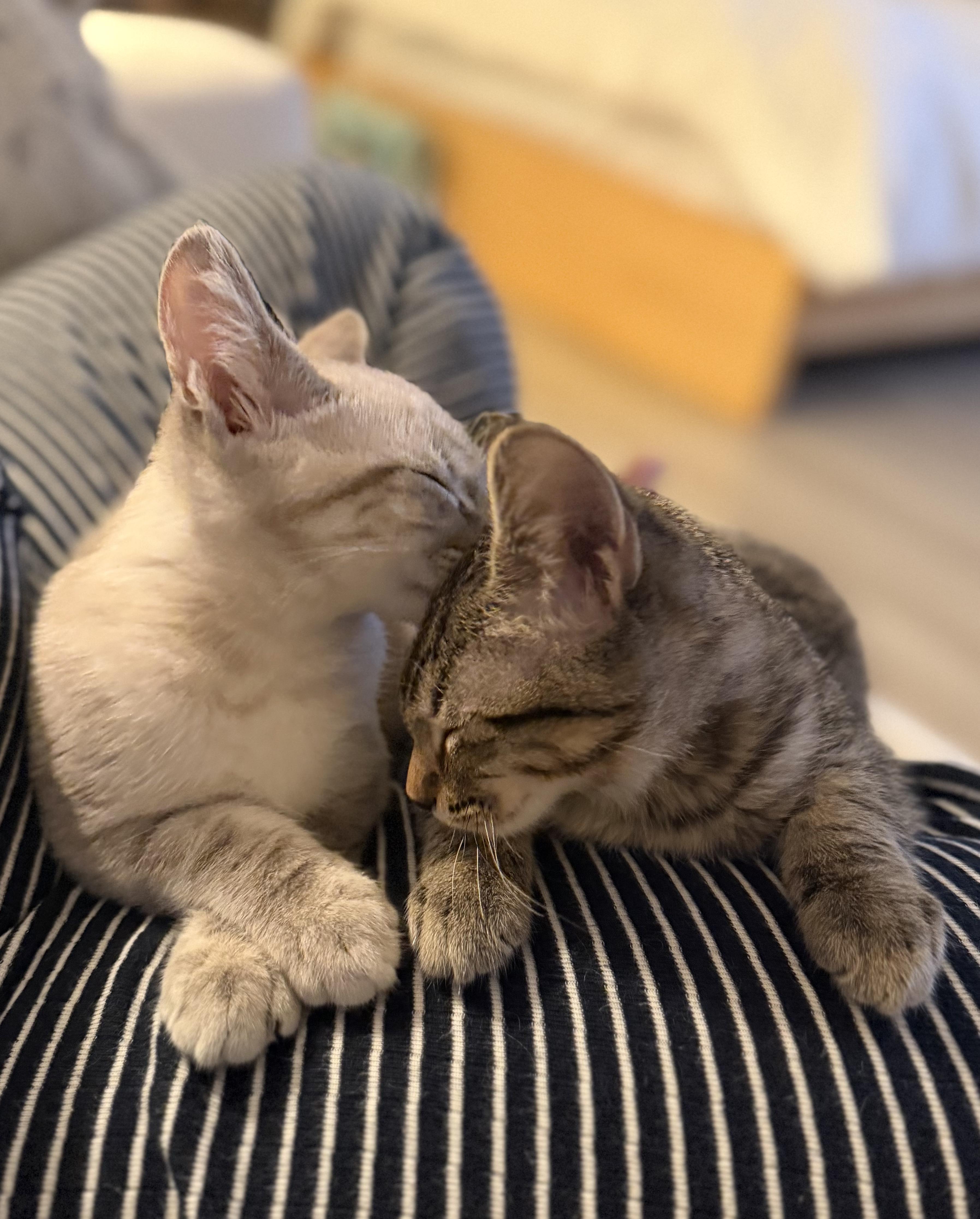 Enlarge Biscuit & Gravy - male bonded kittens, a Adoptable mixed breed in San Francisco, CA image 5/6