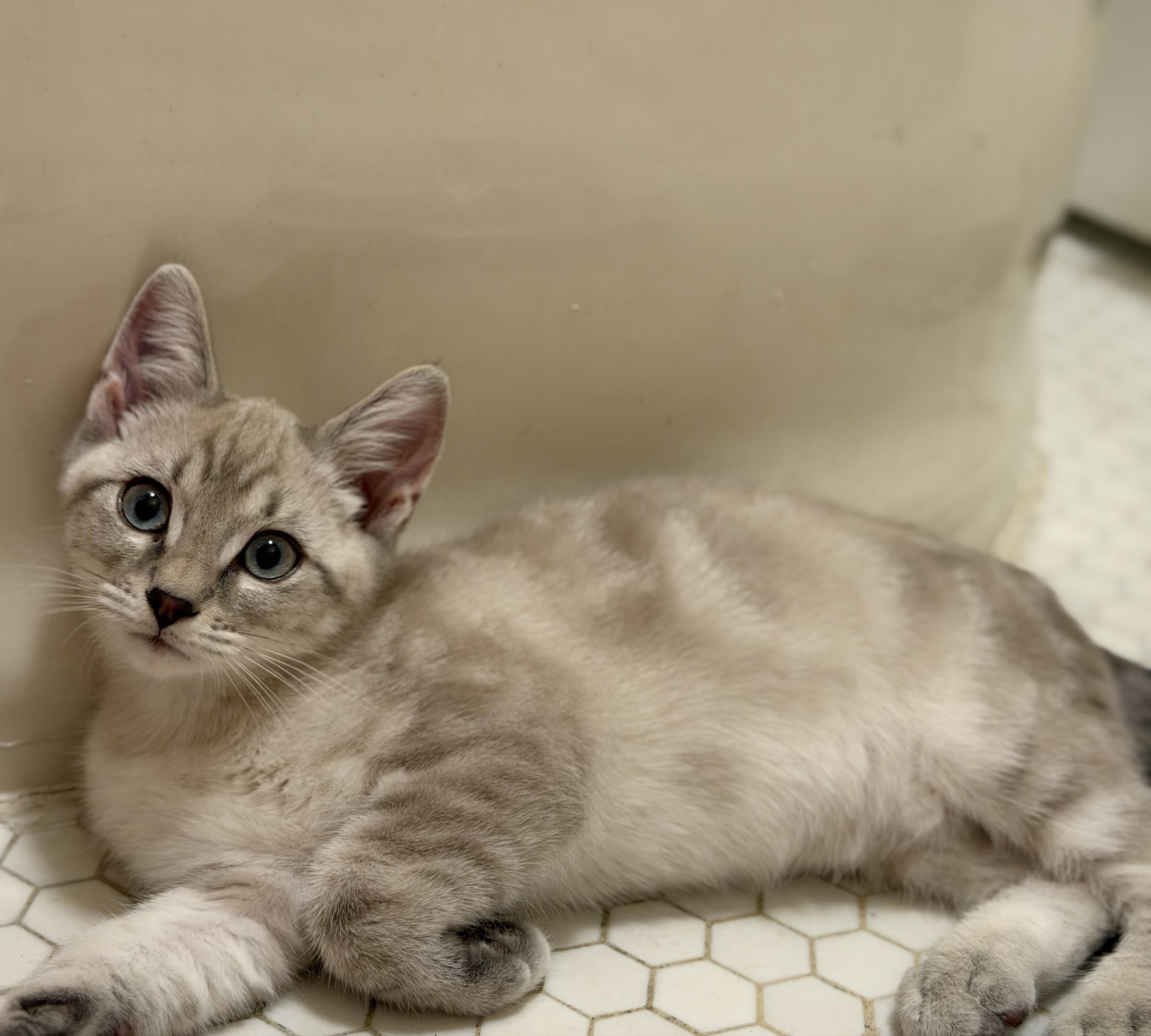 Enlarge Biscuit & Gravy - male bonded kittens, a Adoptable mixed breed in San Francisco, CA image 2/6