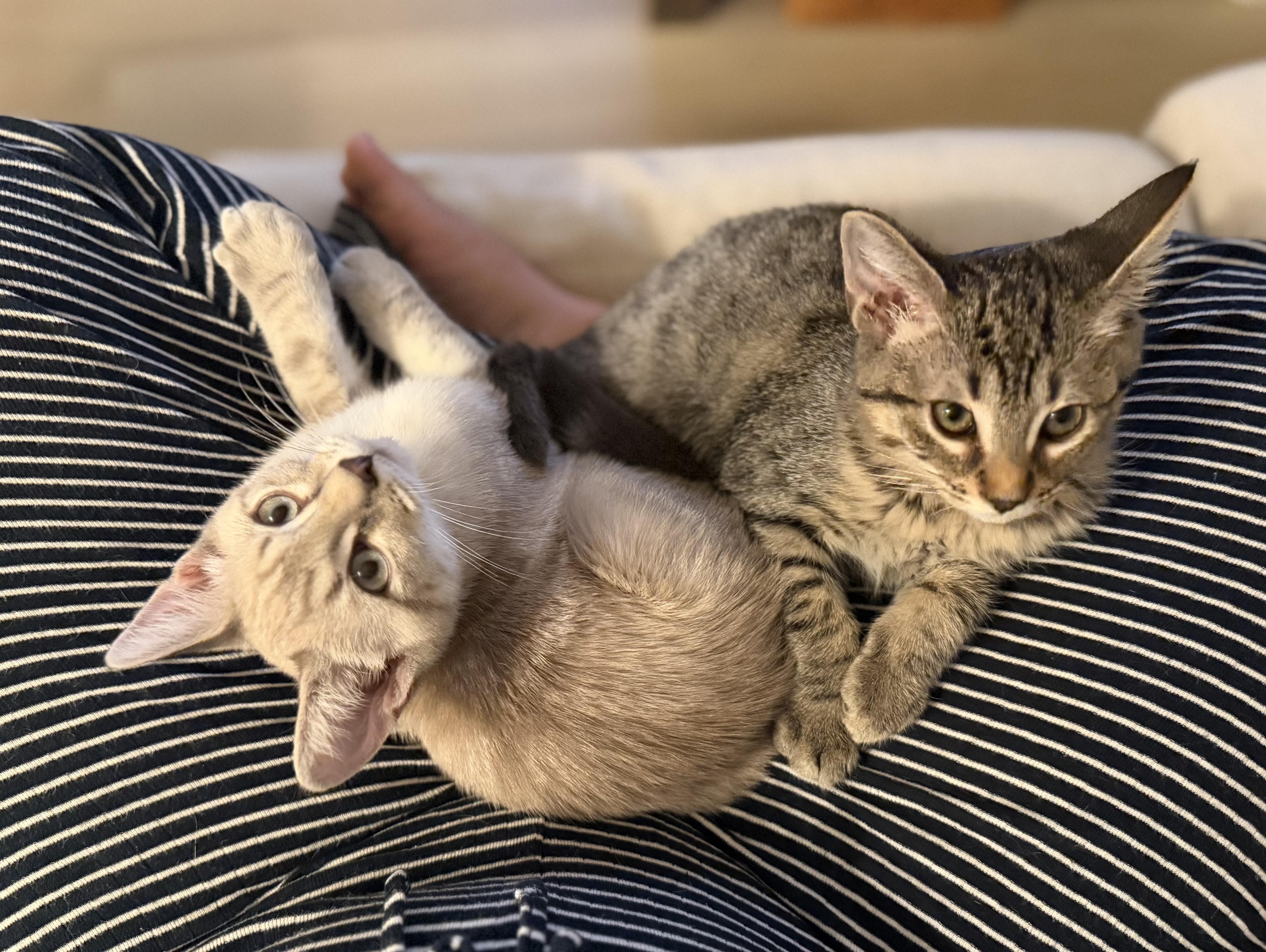 Biscuit & Gravy - male bonded kittens, Adoptable, Kitten Male Siamese & Tabby.
