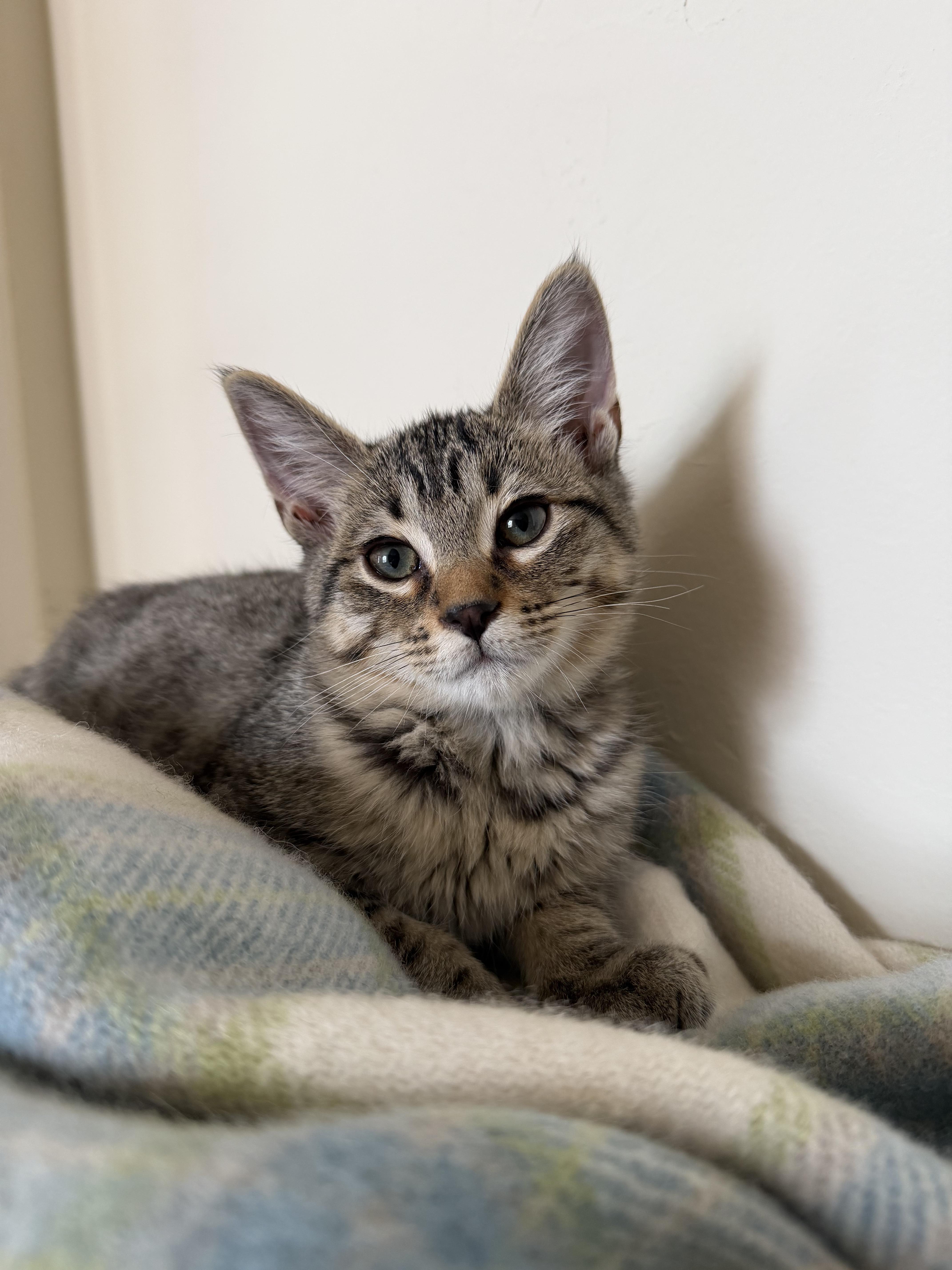 Enlarge Biscuit & Gravy - male bonded kittens, a Adoptable mixed breed in San Francisco, CA image 3/6