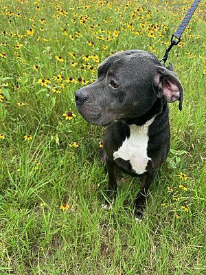 Capone, Adoptable, Adult Male American Staffordshire Terrier.