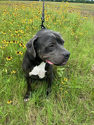 Capone, a Adoptable American Staffordshire Terrier in Colleyville, TX image 2/8