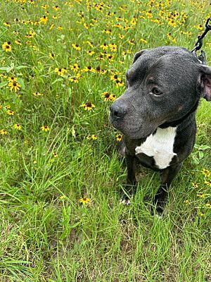 Capone, a Adoptable American Staffordshire Terrier in Colleyville, TX image 3/8