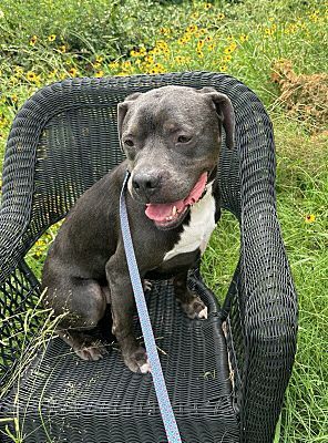 Capone, a Adoptable American Staffordshire Terrier in Colleyville, TX image 4/8