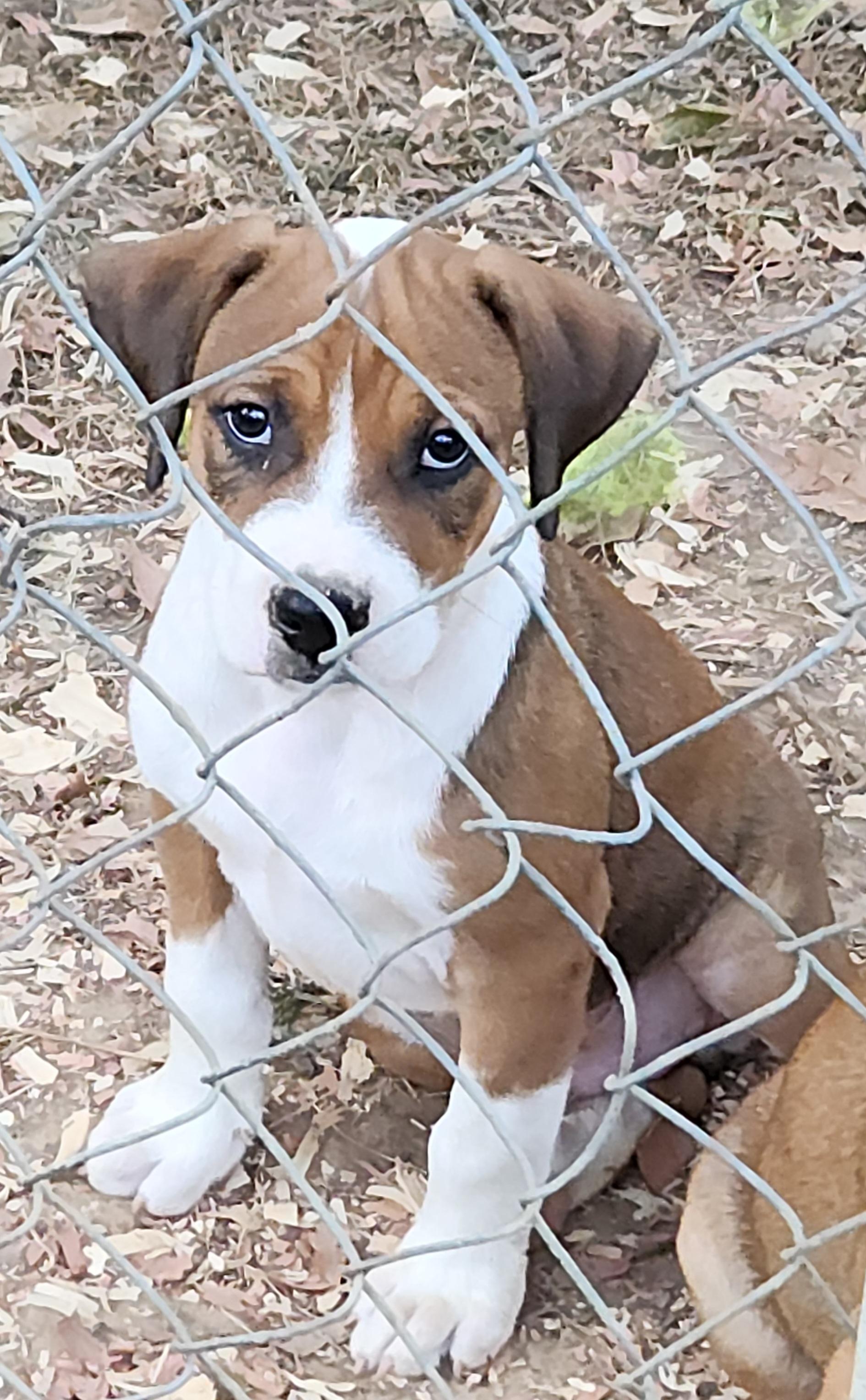 Enlarge Twix, a Adoptable Mixed Breed in Flintstone, GA image 2/3
