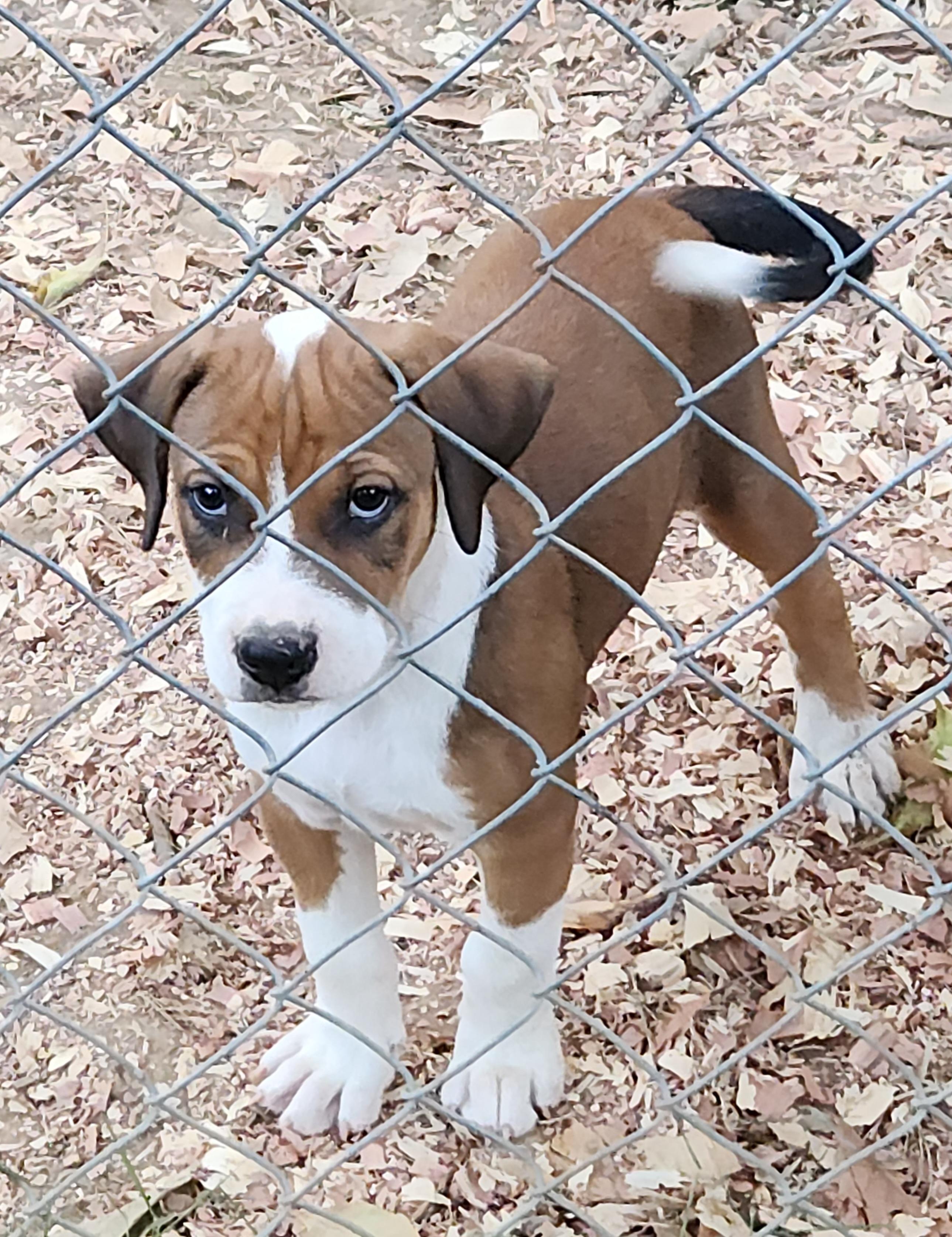 Enlarge Twix, a Adoptable Mixed Breed in Flintstone, GA image 3/3