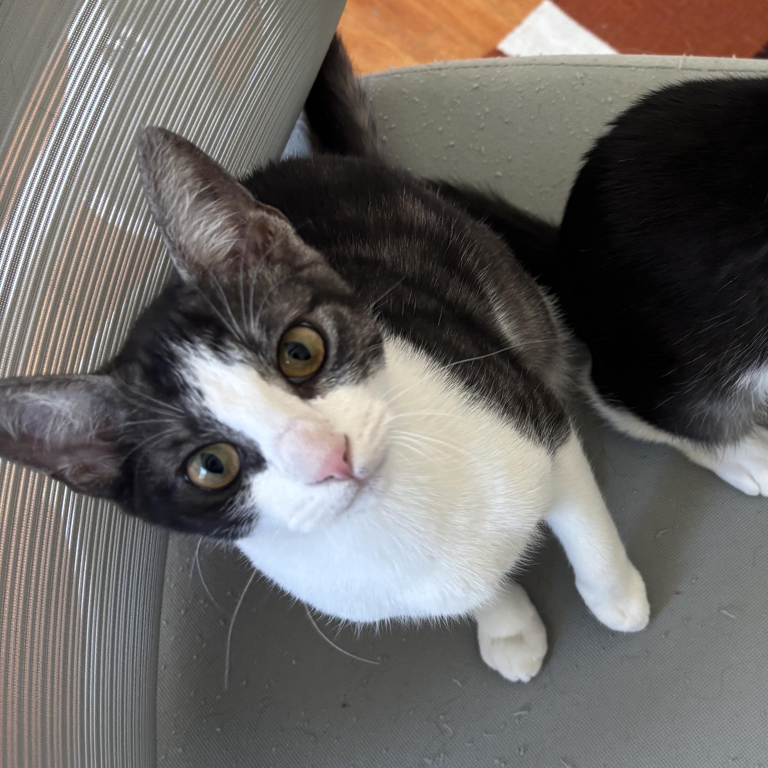 Knife, a Adoptable Domestic Short Hair in Glendale , CA image 1/2