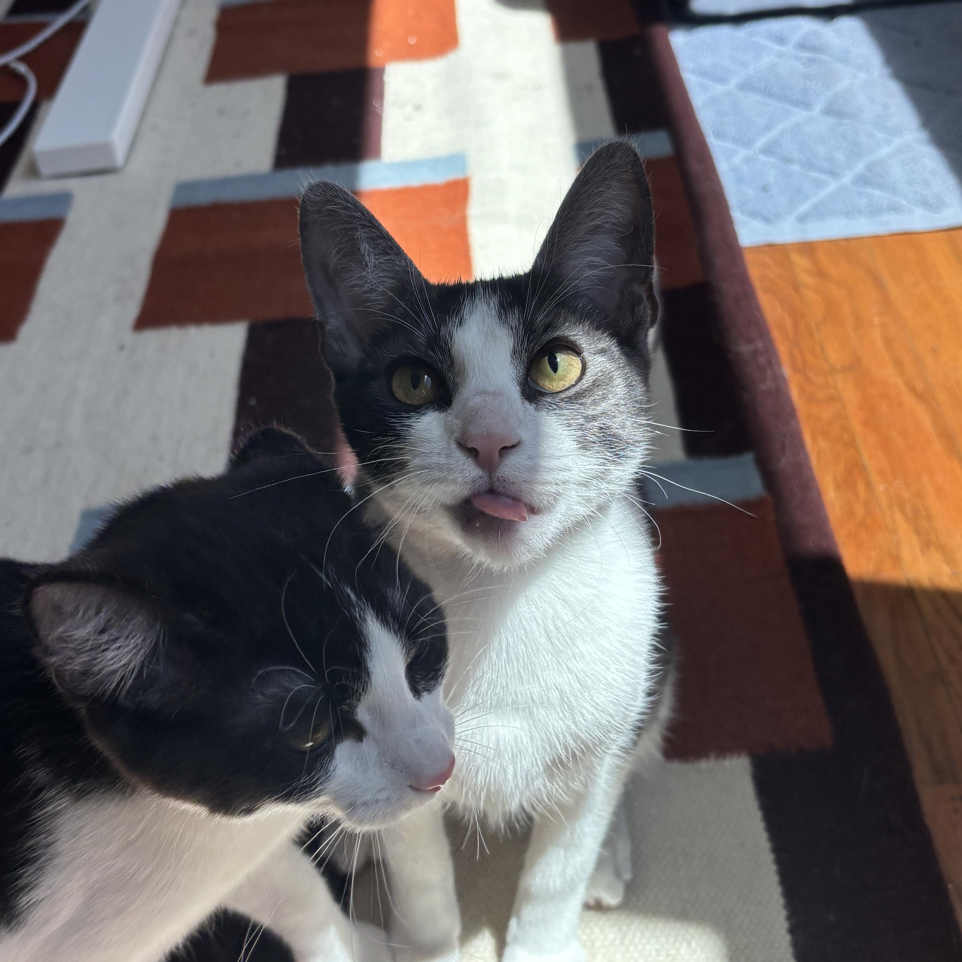 Knife, a Adoptable Domestic Short Hair in Glendale , CA image 2/2