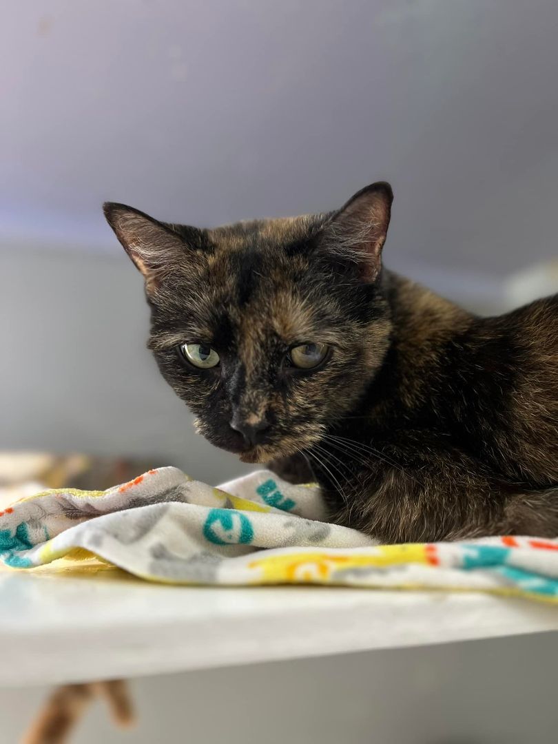 Lucy, Adult Female Tortoiseshell