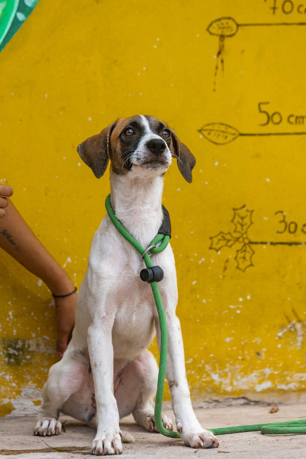 Enlarge Maika, a ADOPTABLE mixed breed in New York, NY image 4/6