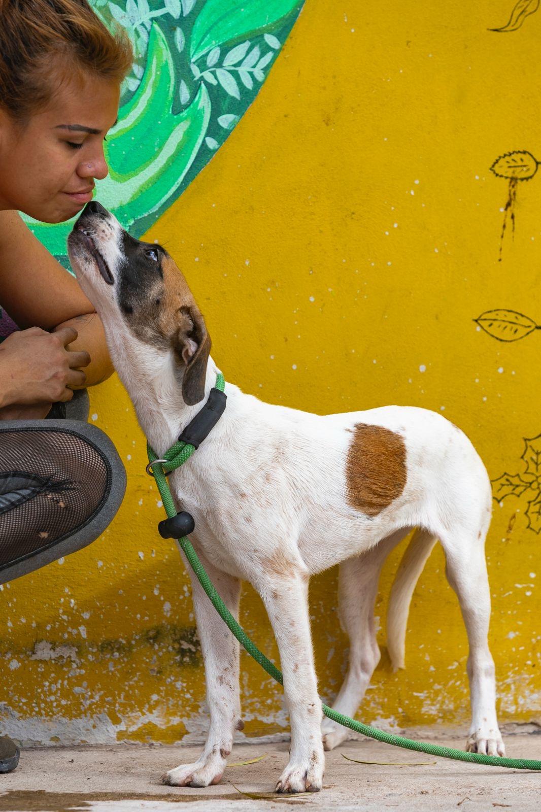 Enlarge Maika, a ADOPTABLE mixed breed in New York, NY image 6/6