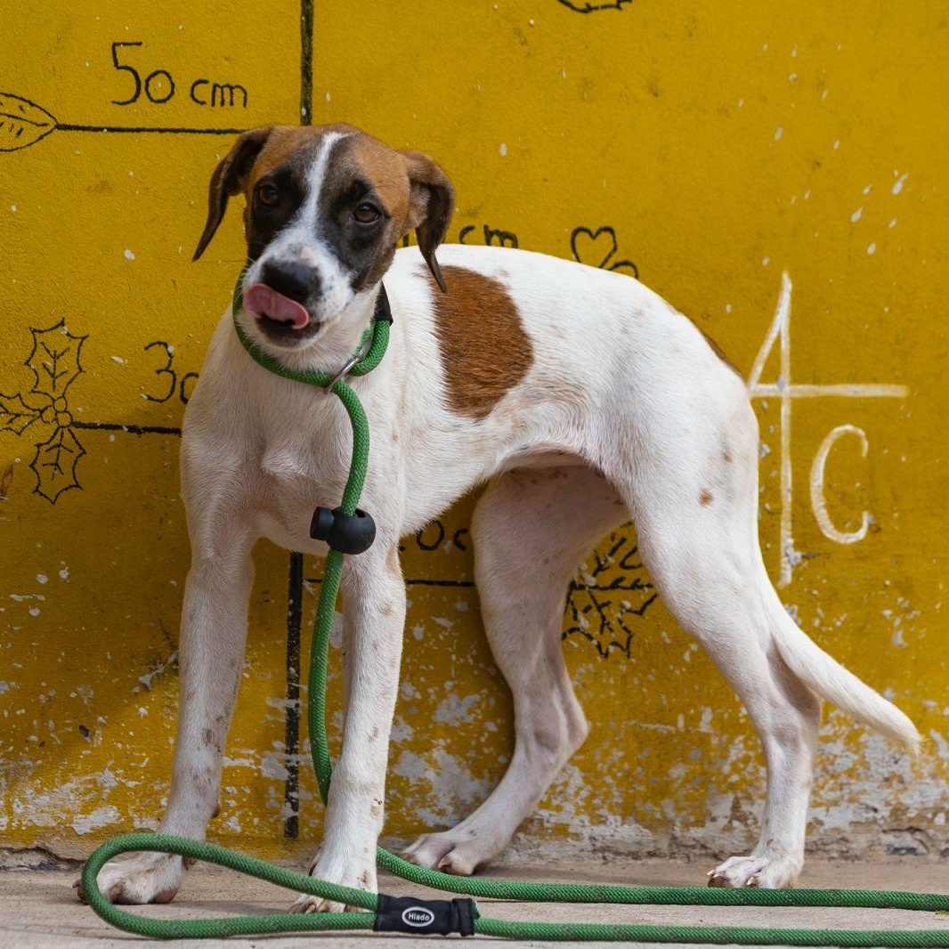 Enlarge Maika, a ADOPTABLE mixed breed in New York, NY image 5/6