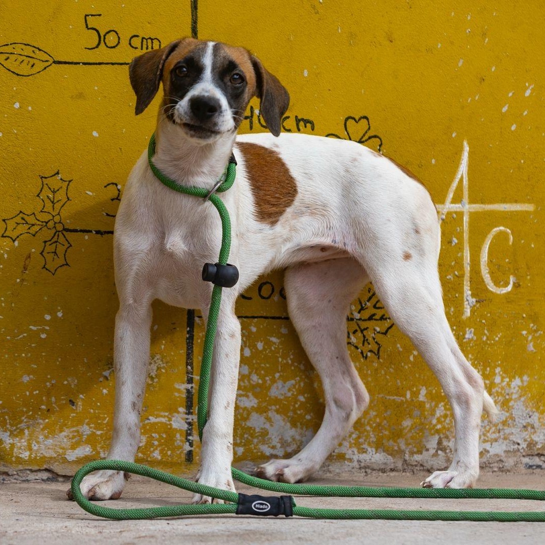 Maika, ADOPTABLE, Young Female Whippet & Beagle.
