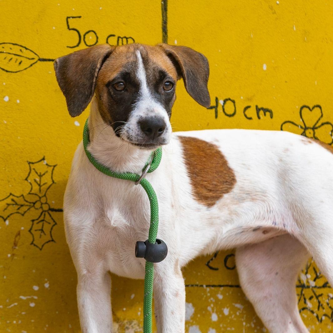 Enlarge Maika, a ADOPTABLE mixed breed in New York, NY image 2/6