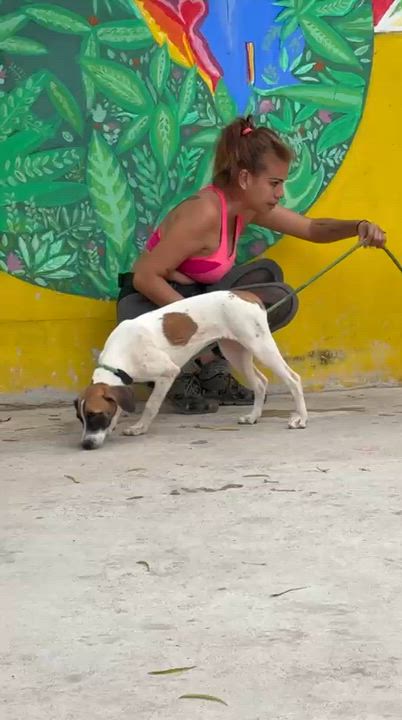 Enlarge Maika, a ADOPTABLE mixed breed in New York, NY video 3/6