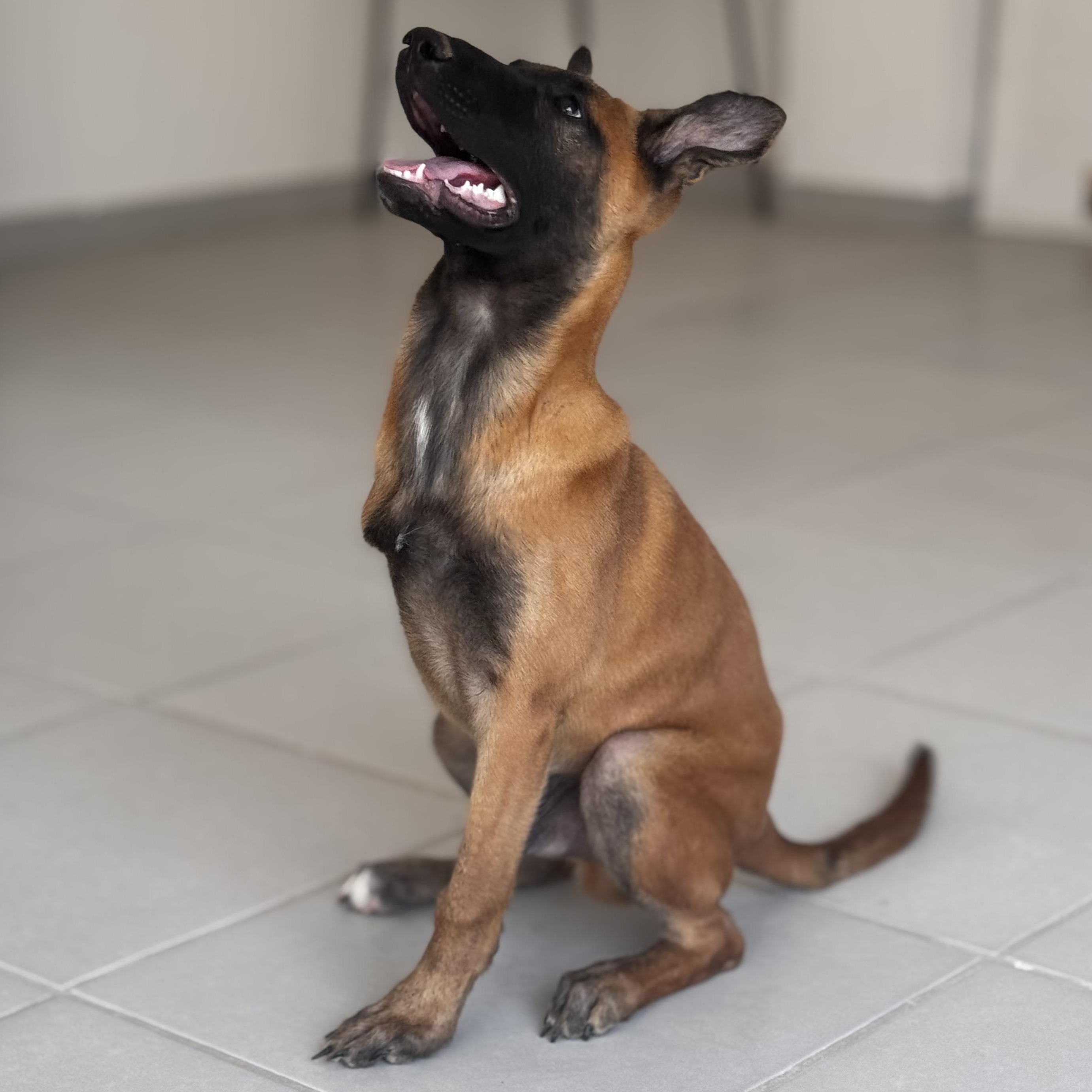 Enlarge Ranger, an adopted Belgian Shepherd / Malinois in Willington, CT image 5/6