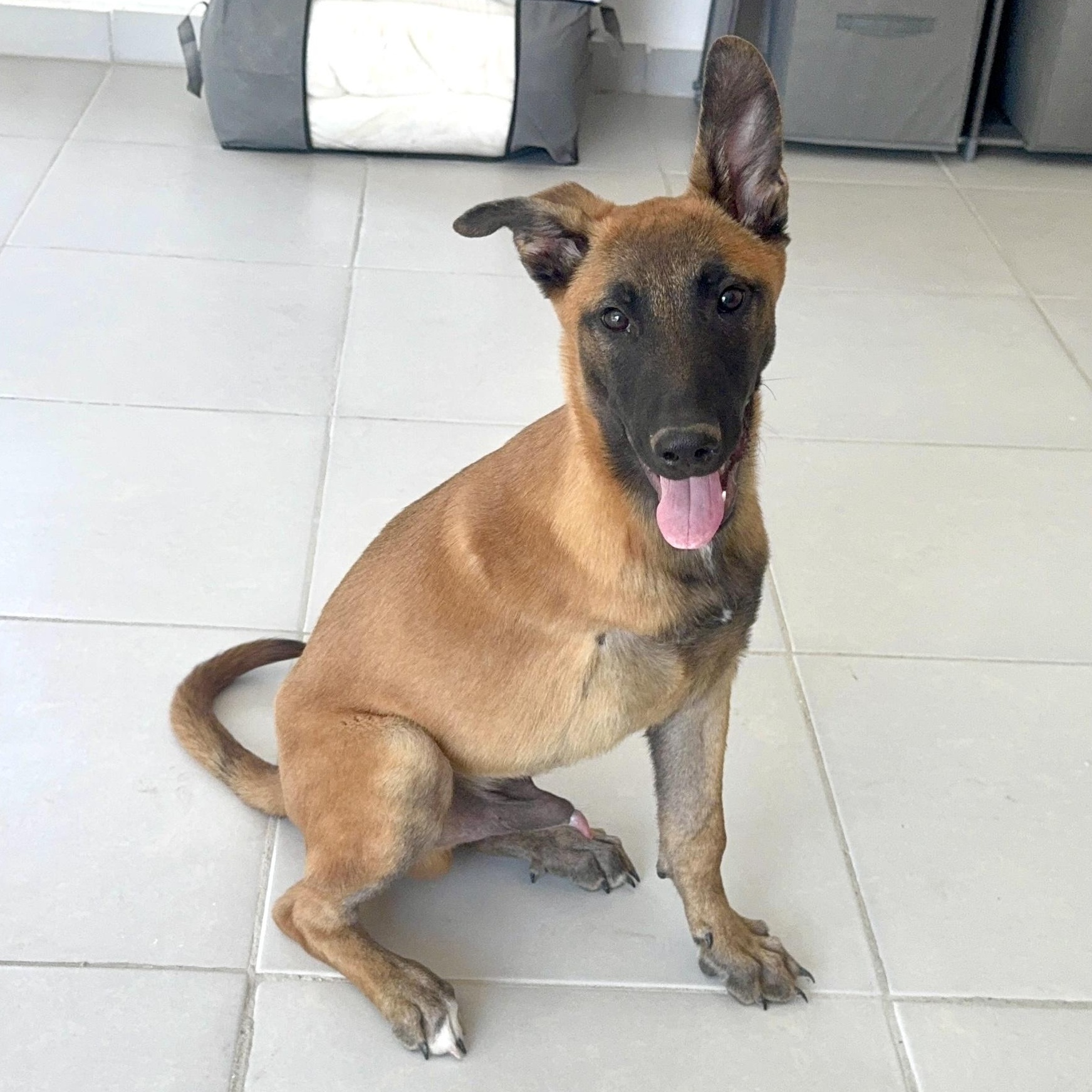 Ranger, adopted, Puppy Male Belgian Shepherd / Malinois.