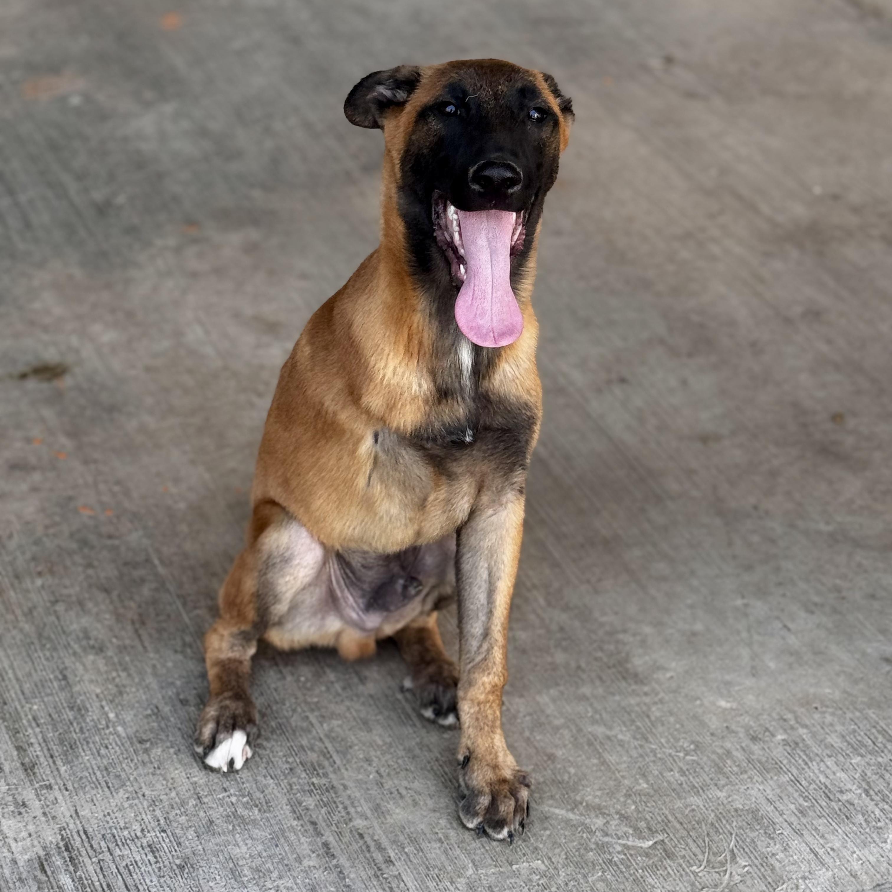 Enlarge Ranger, an adopted Belgian Shepherd / Malinois in Willington, CT image 3/6