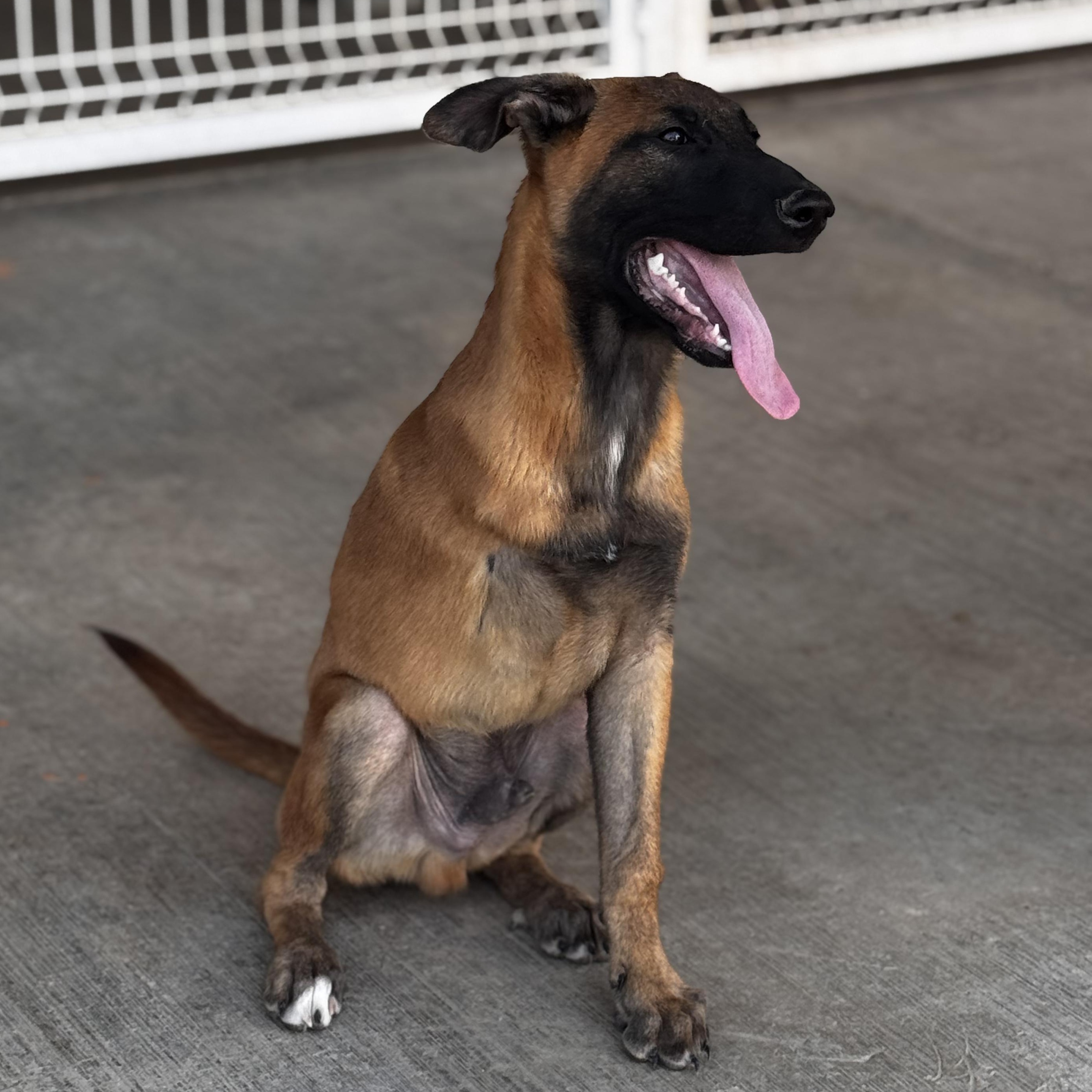 Enlarge Ranger, an adopted Belgian Shepherd / Malinois in Willington, CT image 4/6