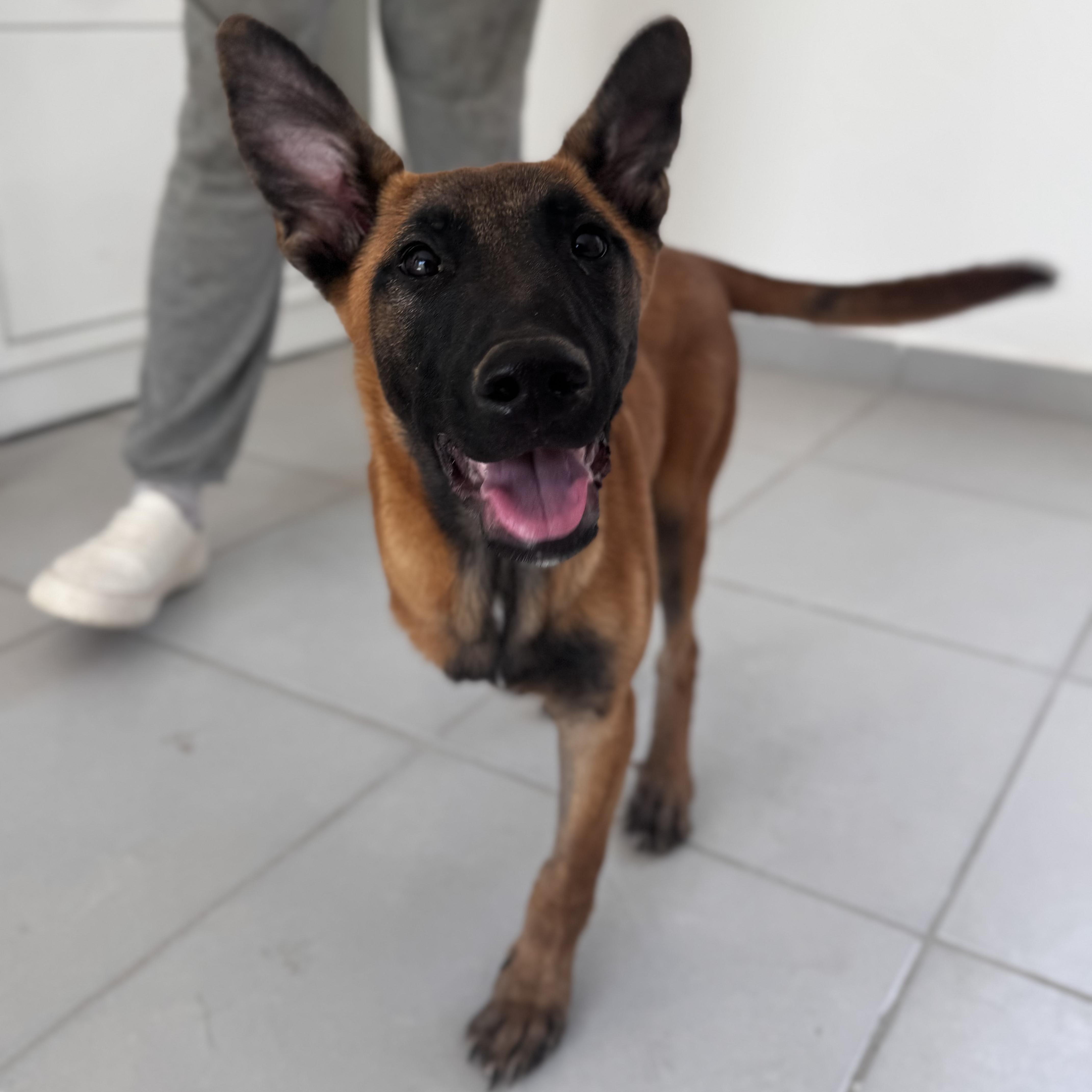 Enlarge Ranger, an adopted Belgian Shepherd / Malinois in Willington, CT image 2/6