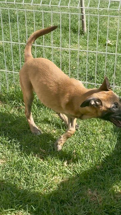 Enlarge Ranger, an adopted Belgian Shepherd / Malinois in Willington, CT video 6/6