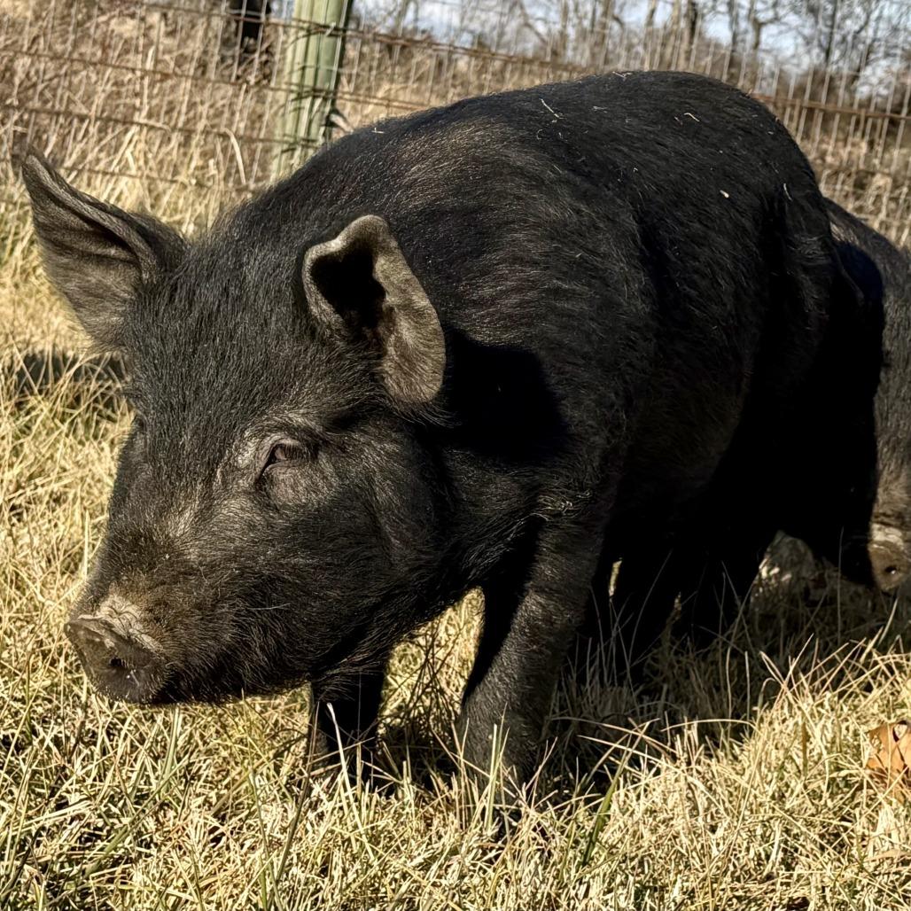 Enlarge Junior, a Adoptable Pig in Marshall, VA image 1/1