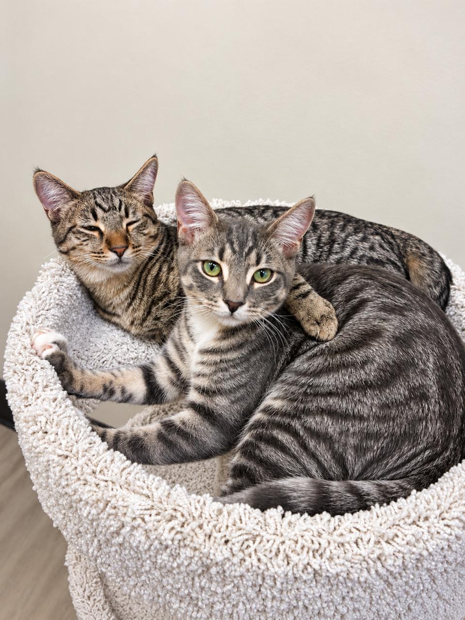 Enlarge Fig, a Adoptable Tiger in Los Angeles, CA image 3/5