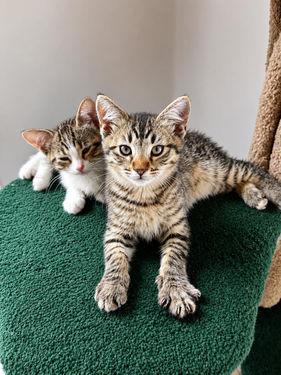Enlarge Fig, a Adoptable Tiger in Los Angeles, CA image 4/5