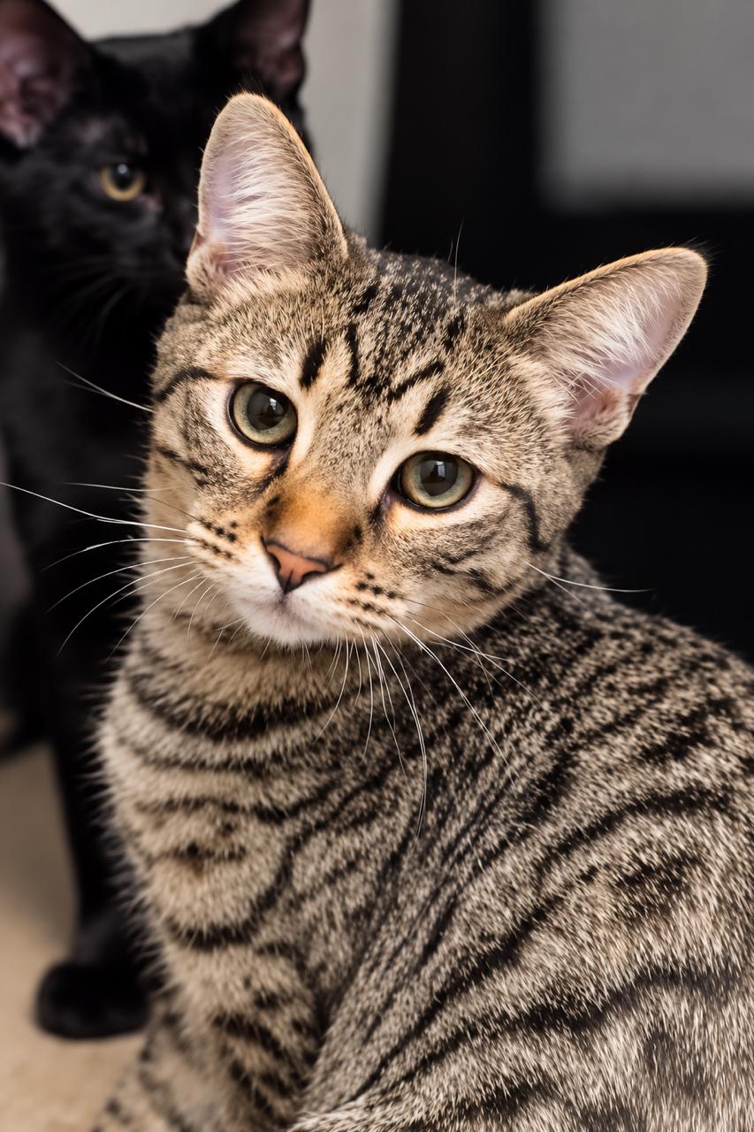 Enlarge Fig, a Adoptable Tiger in Los Angeles, CA image 1/5