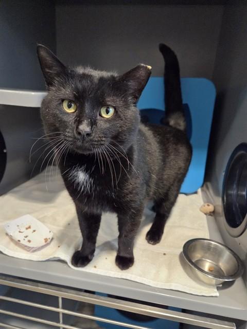 MEGAMIND, Adoptable, Young Male Domestic Short Hair.