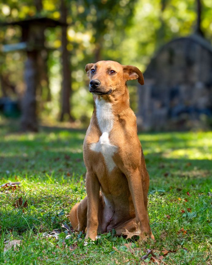 Sandy, an adoptable Labrador Retriever, Shepherd in Centerville, TN, 37033 | Photo Image 2