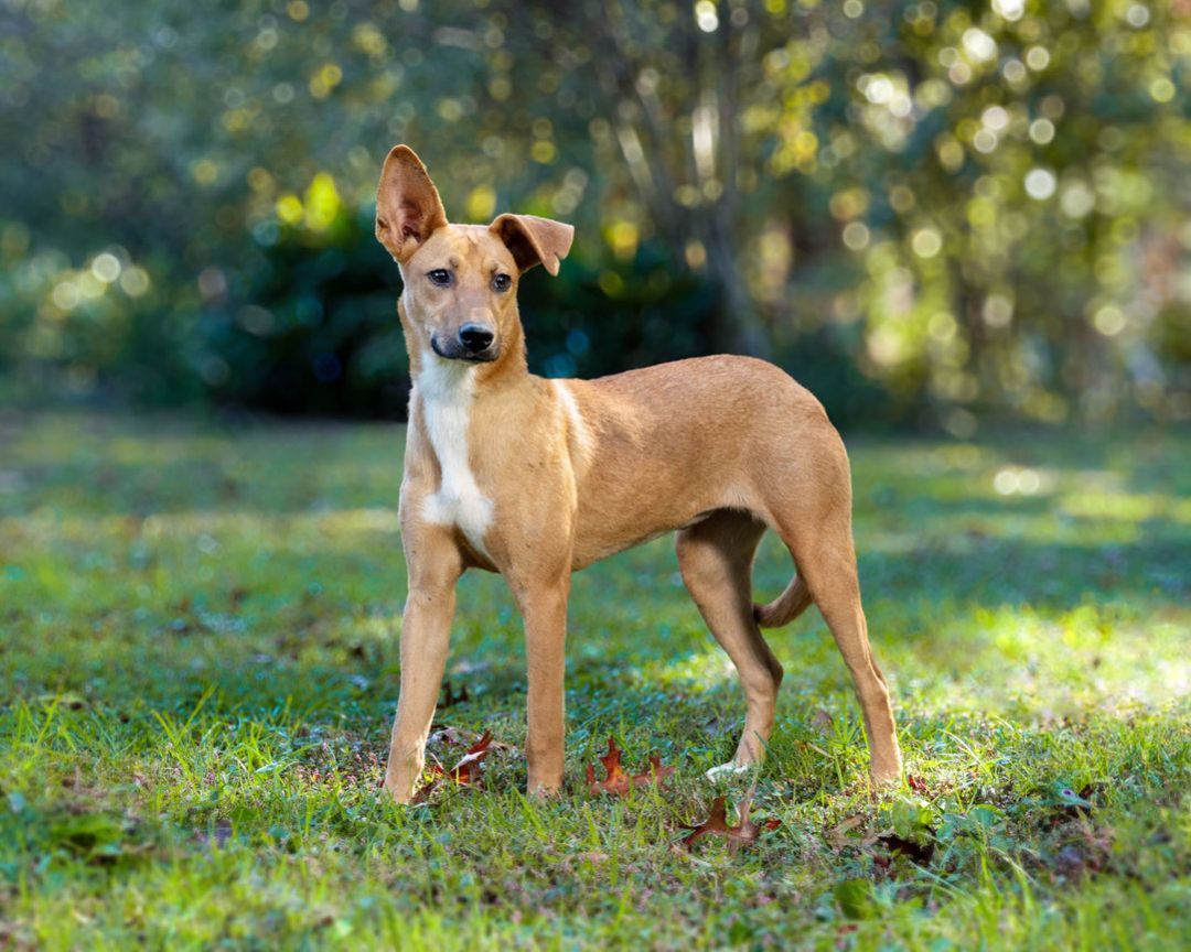 Sandy, Adult Female Labrador Retriever
