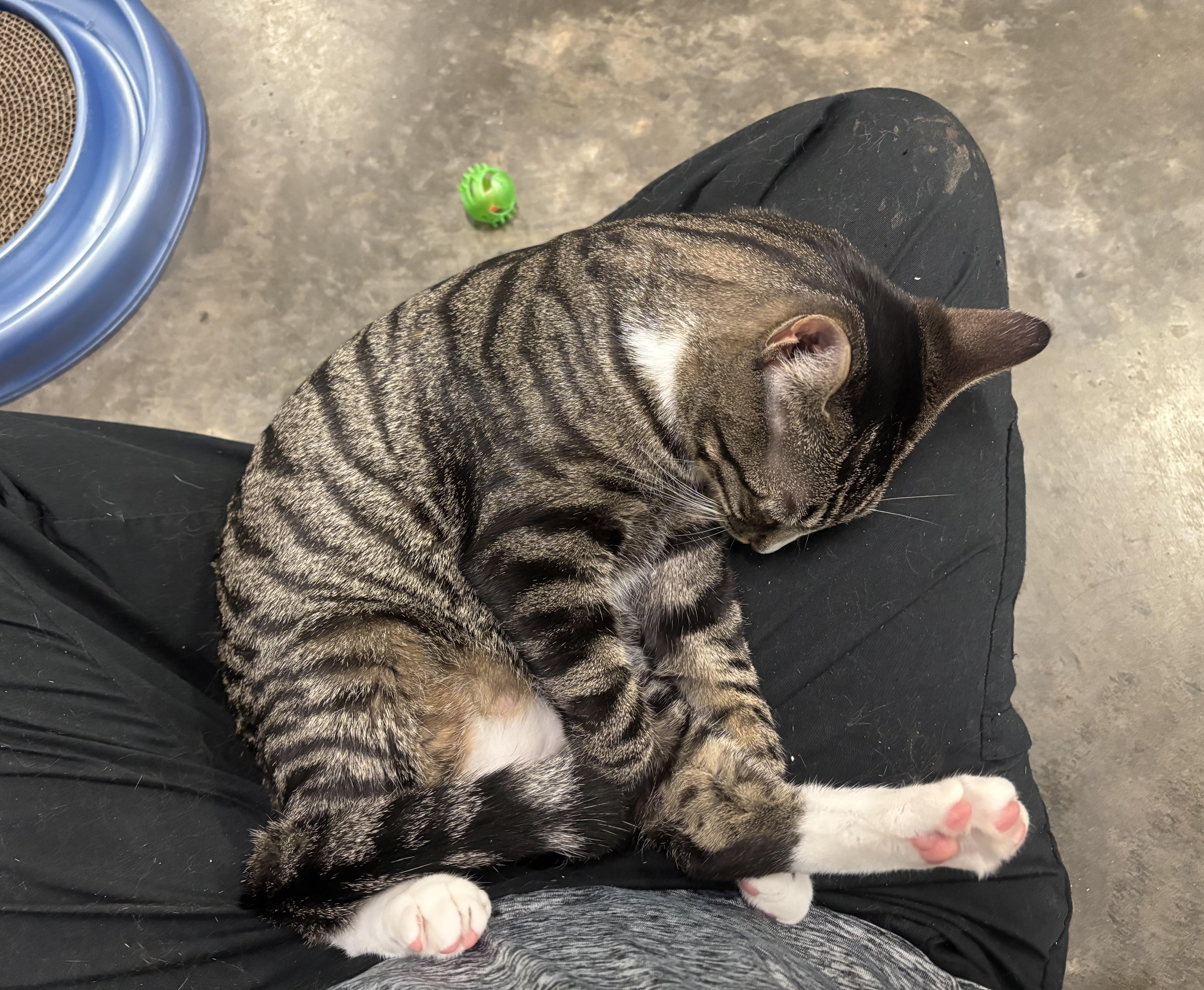 Enlarge Tabitha, a Adoptable Domestic Short Hair in Salisbury, NC image 3/5