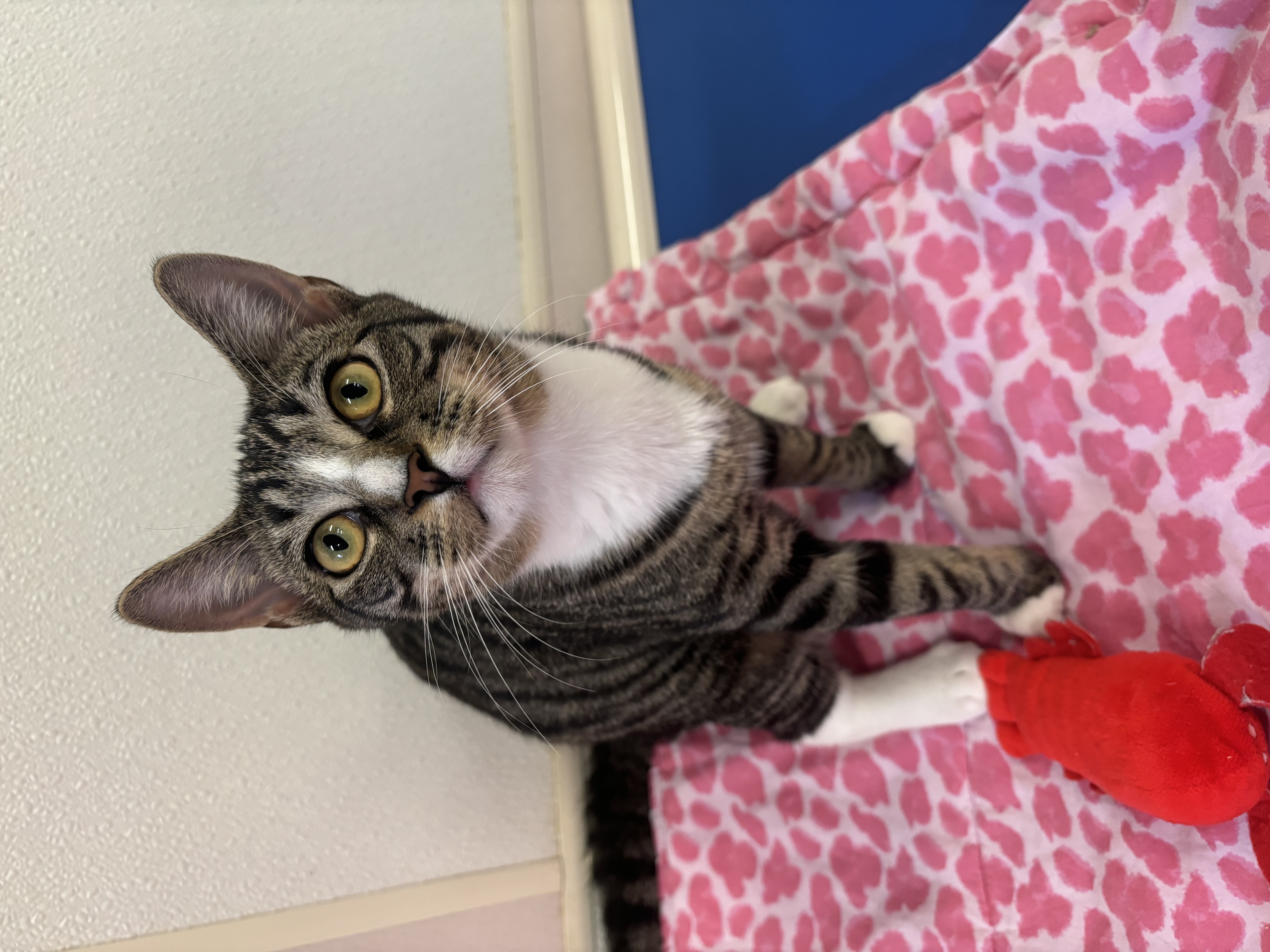 Enlarge Tabitha, a Adoptable Domestic Short Hair in Salisbury, NC image 5/5